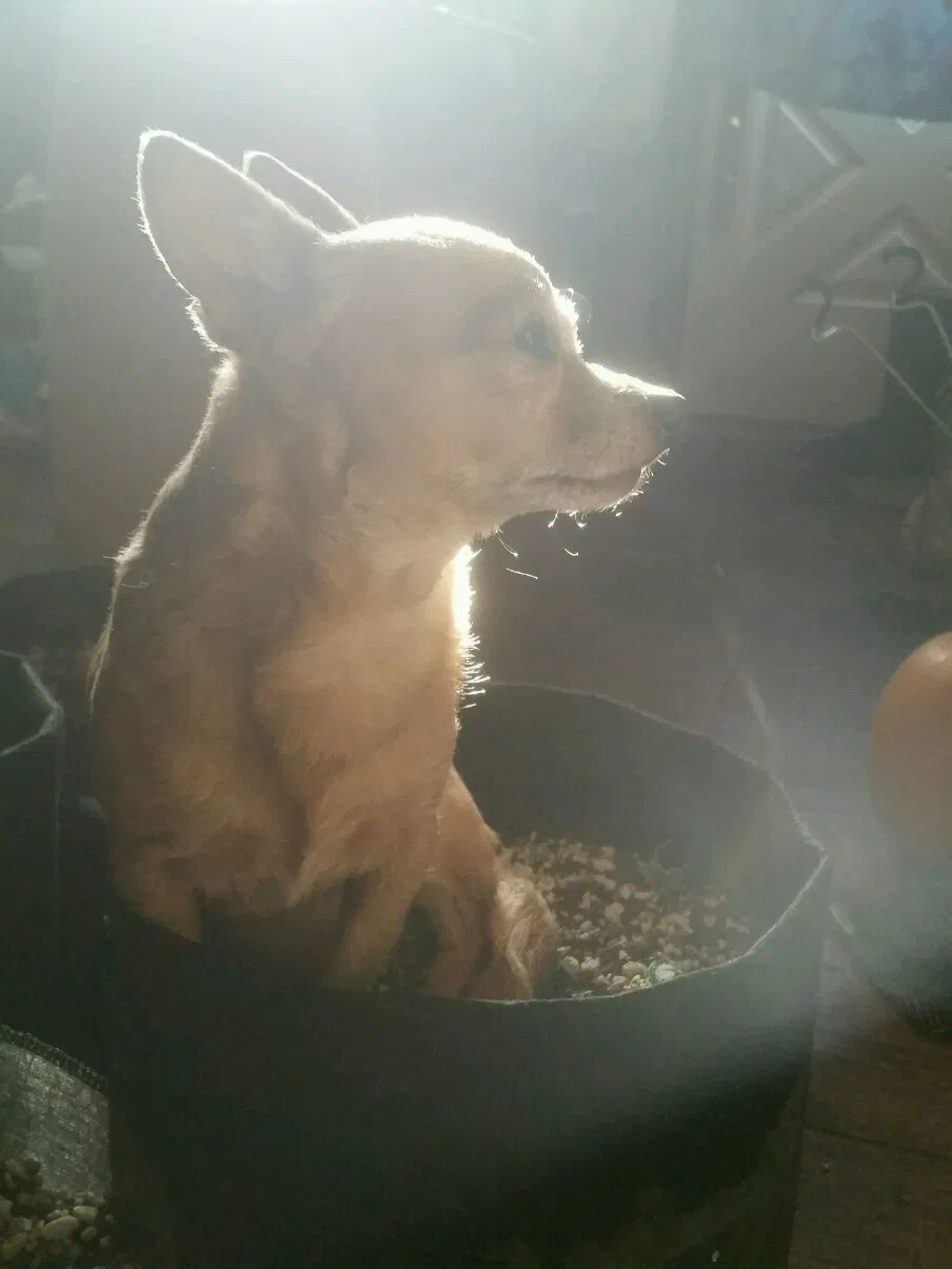 Lost dog in Shelby, OH, 44875