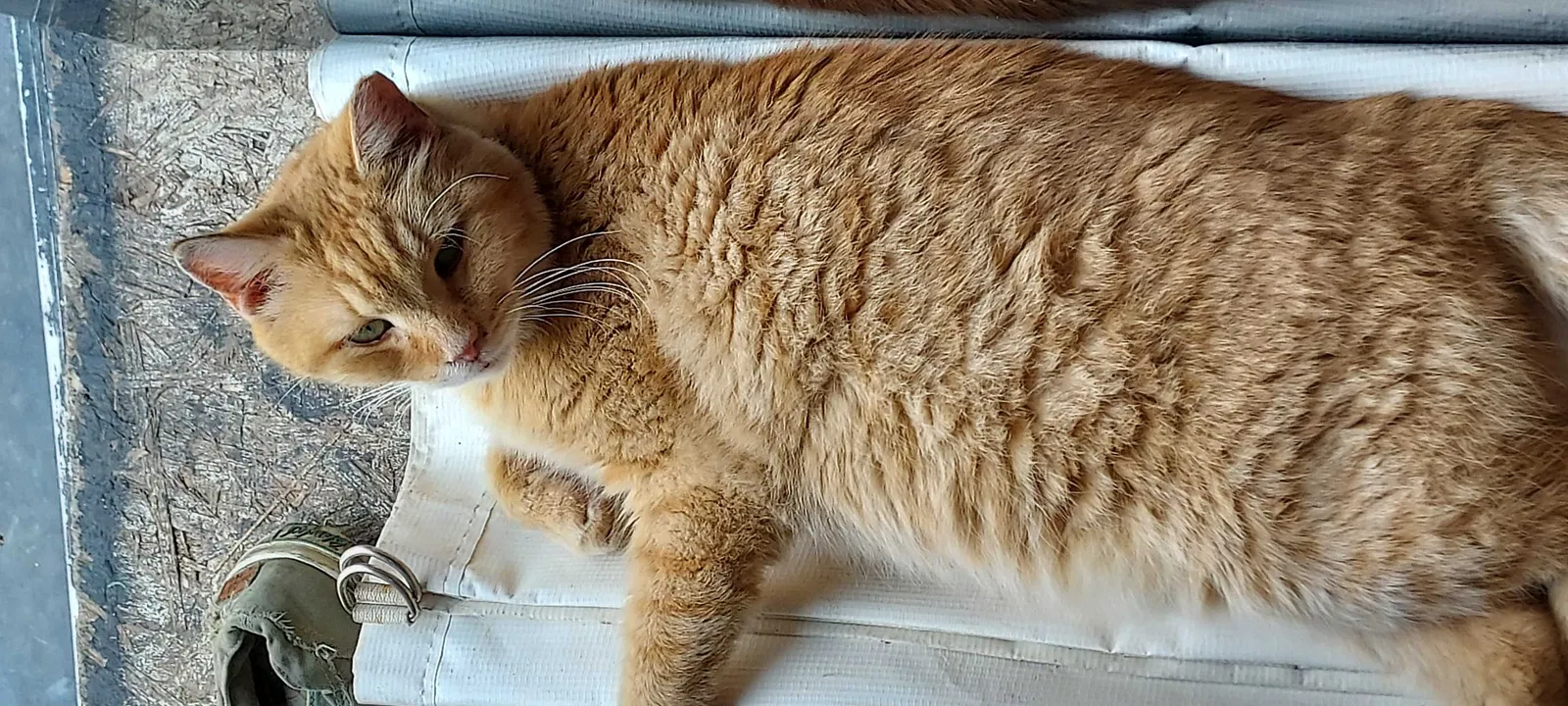 Lost cat in Jeffersonville, IN, 47130