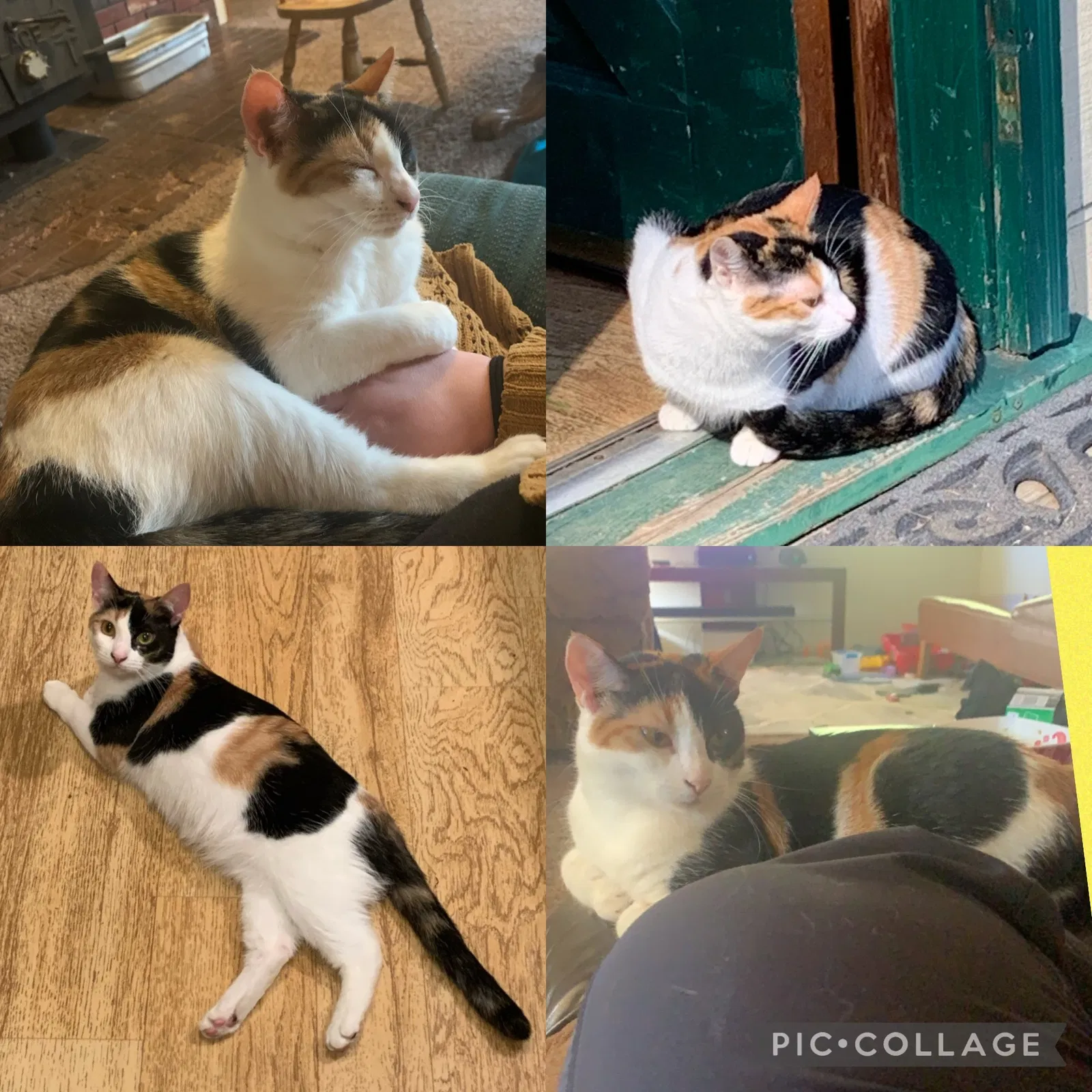 Lost cat in Galvin, WA, 98544