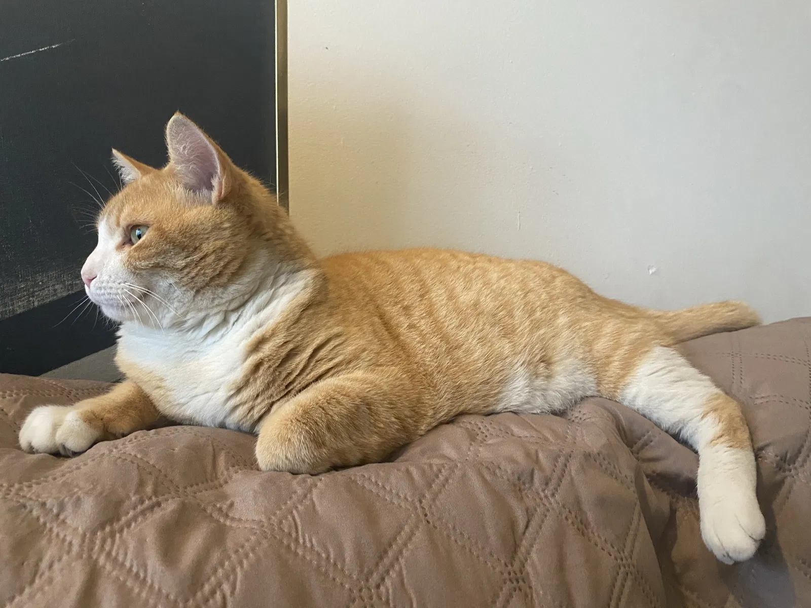 Lost cat in Jersey City, NJ, 7307