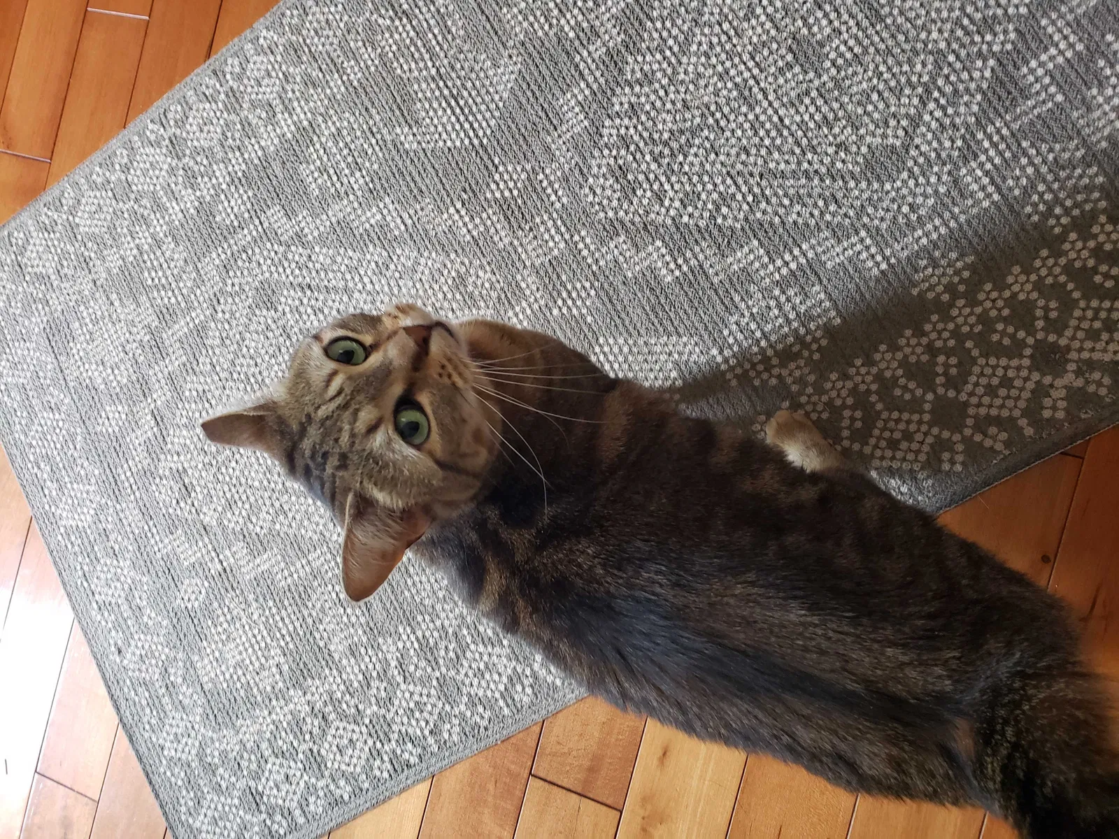 Lost cat in Phoenixville, PA, 19460