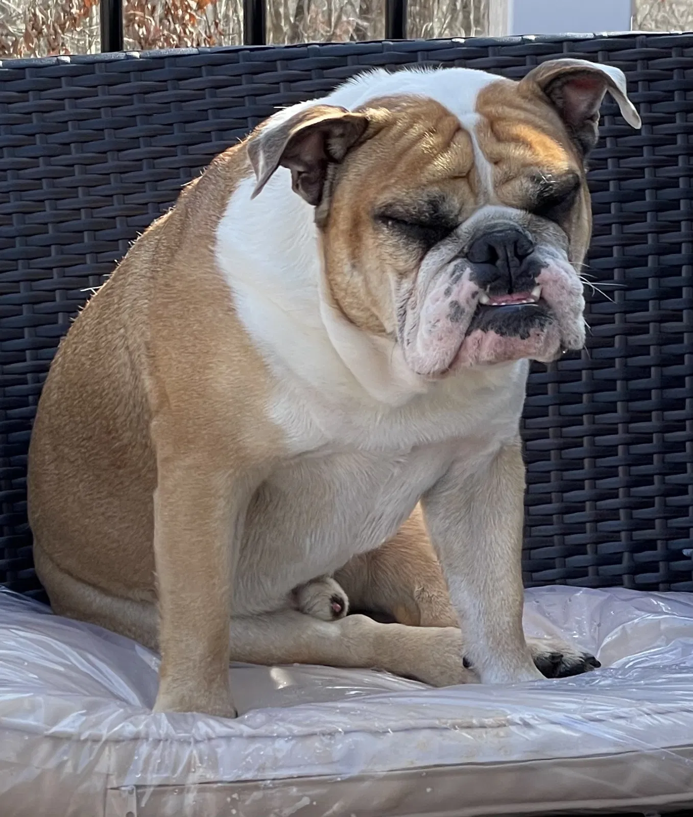 Lost dog in Fredericksburg, VA, 22407