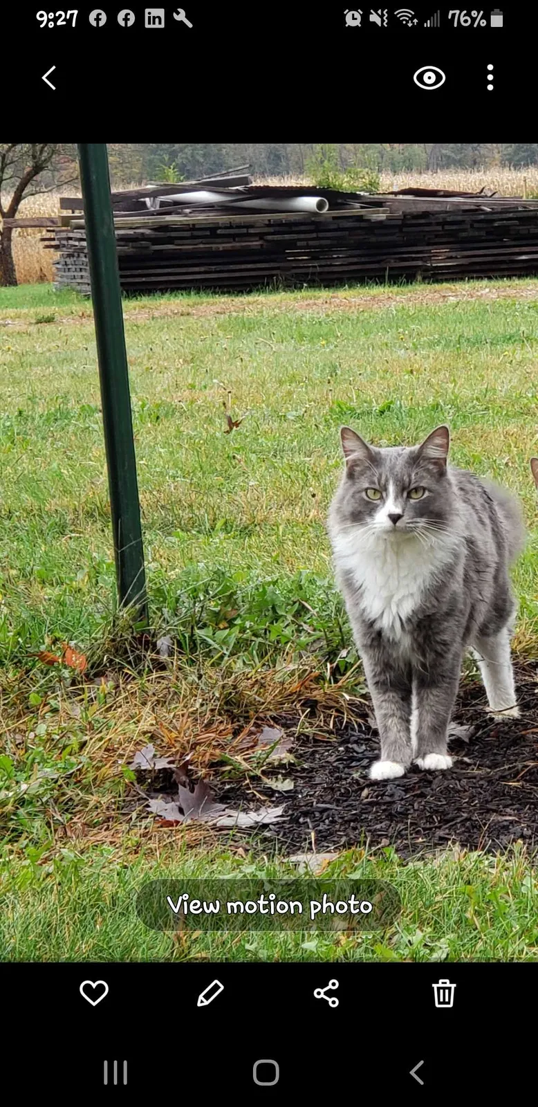 Lost cat in Mount Vernon, OH, 43050