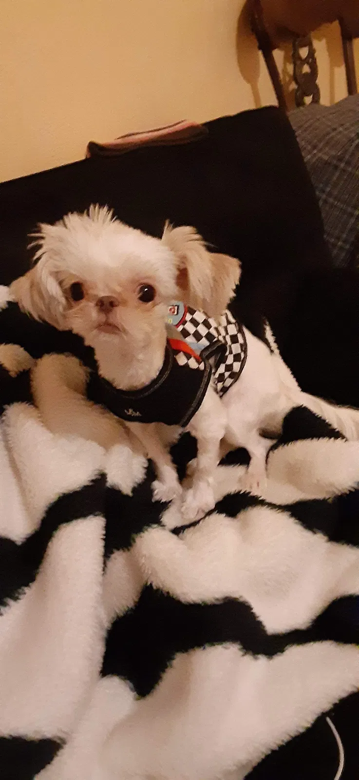 Lost dog in Amarillo, TX, 79107