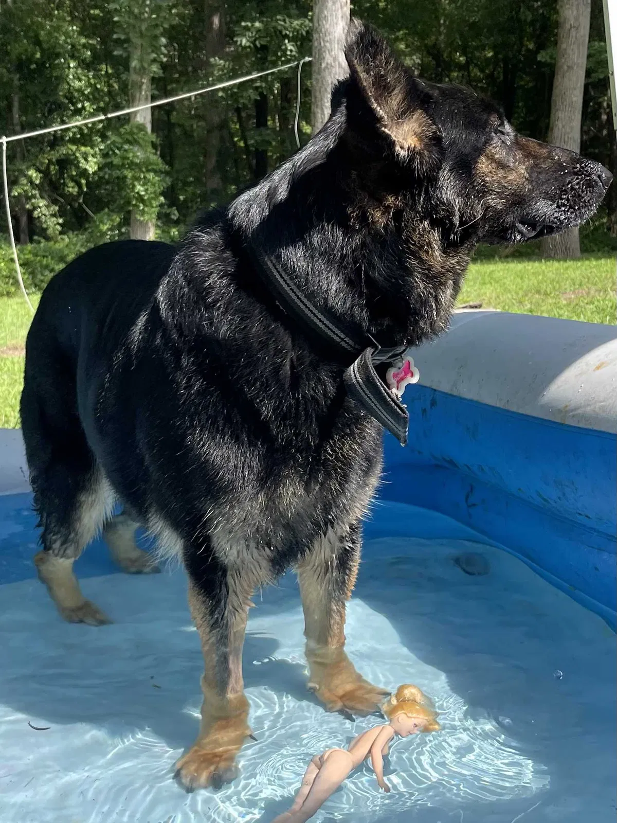 Lost dog in Chapin, SC, 29036
