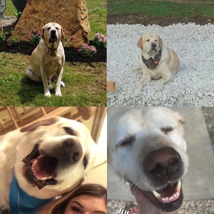 Lost dog in Brownsville, PA, 15417