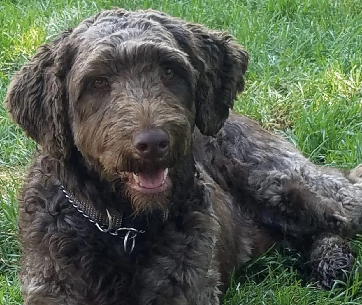 Lost dog in Unknown, ID, 83914