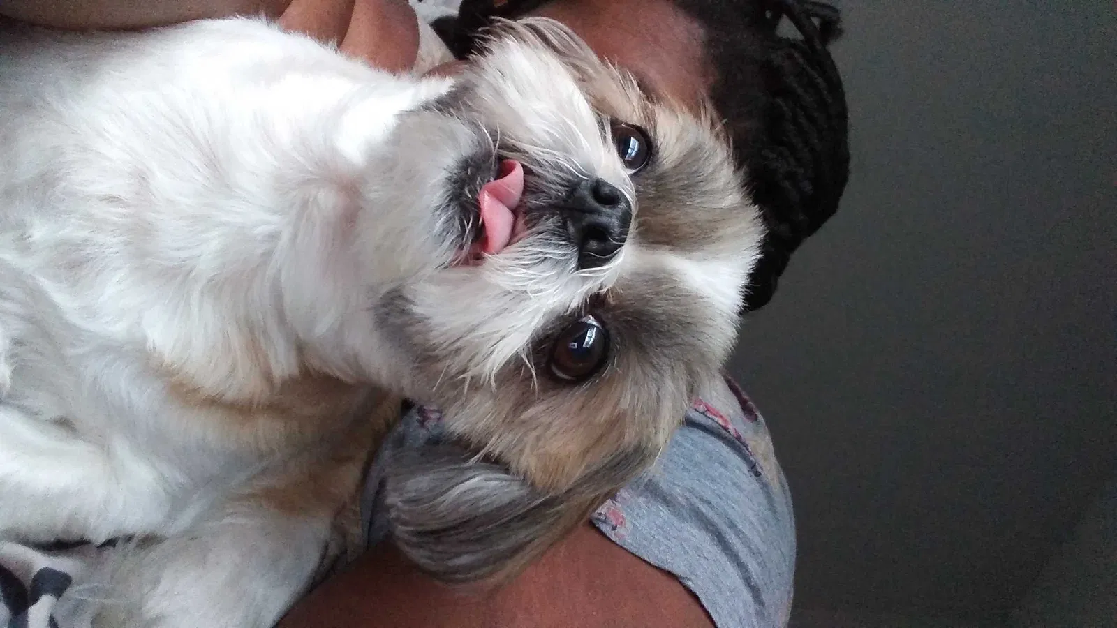Lost dog in Tampa, FL, 33613