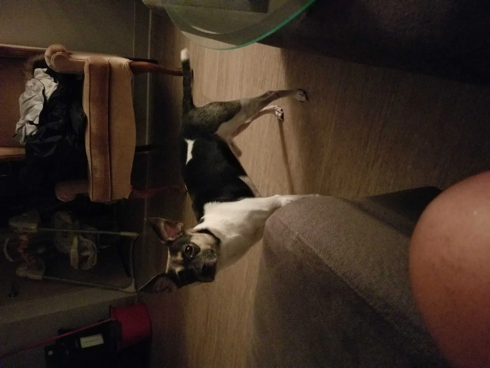 Lost dog in Madison, WI, 53704