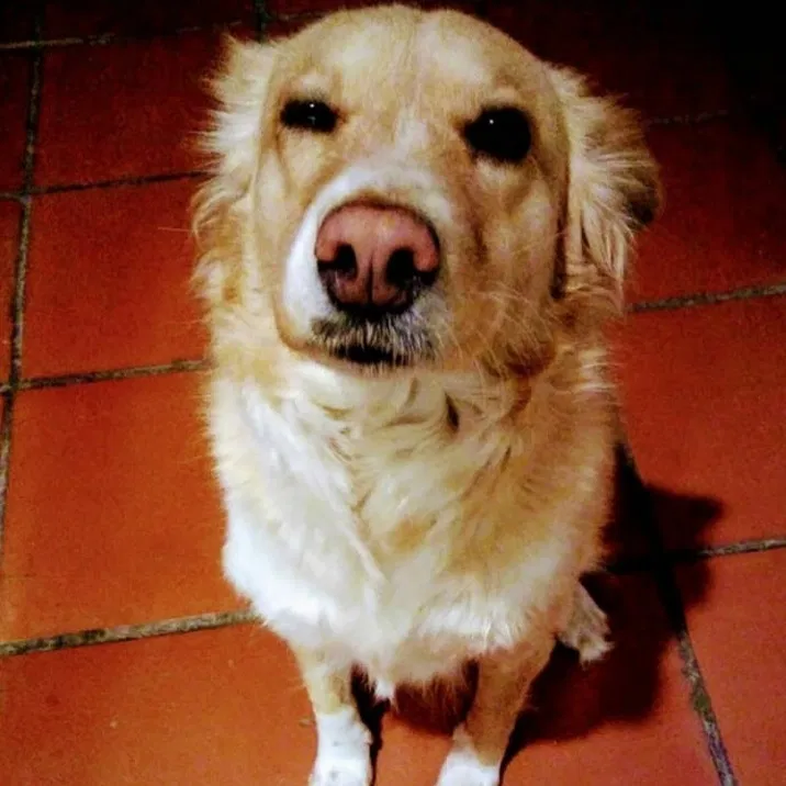 Lost dog in El Paso, TX, 79928