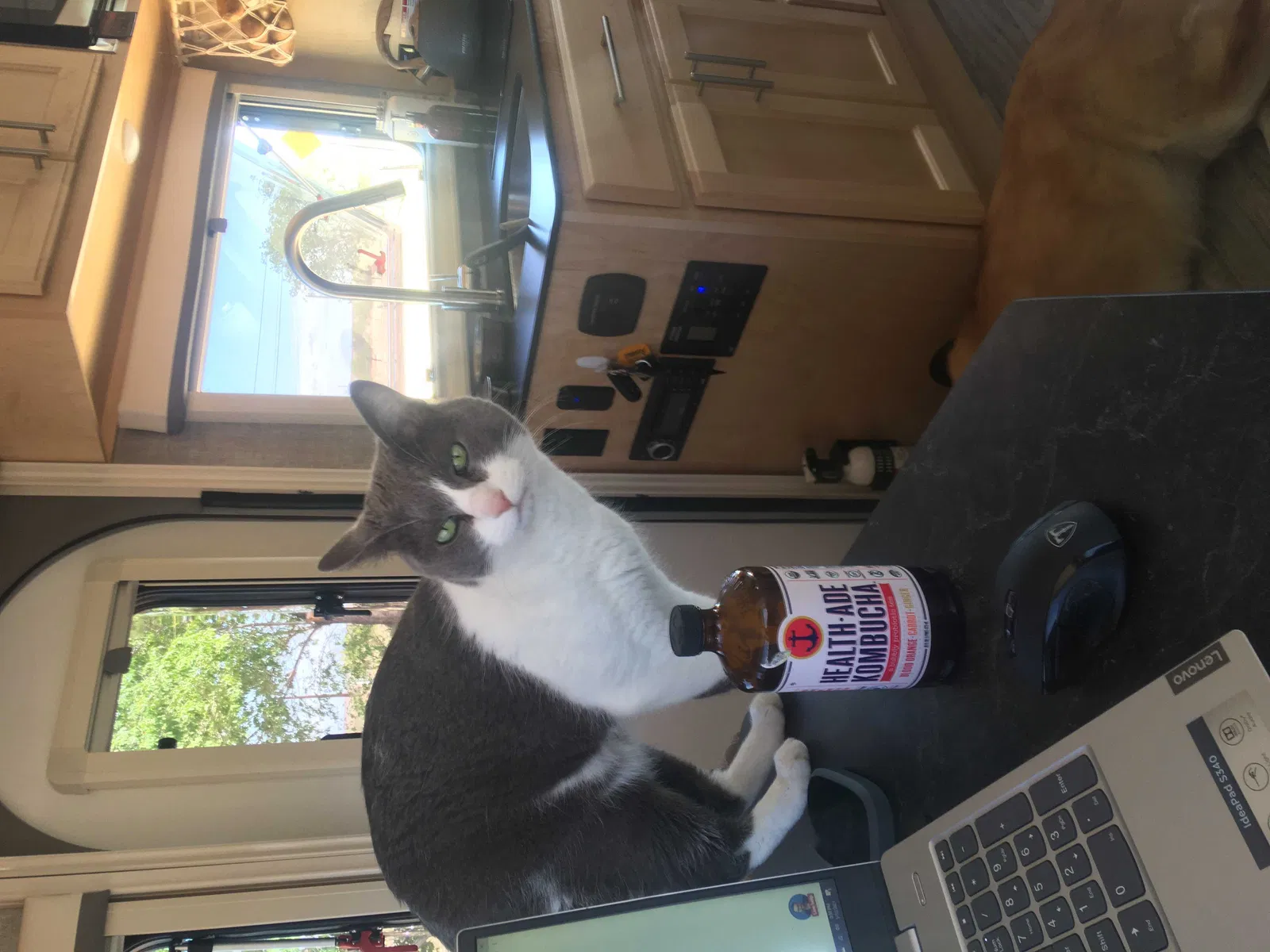 Lost cat in Fort Collins, CO, 80521
