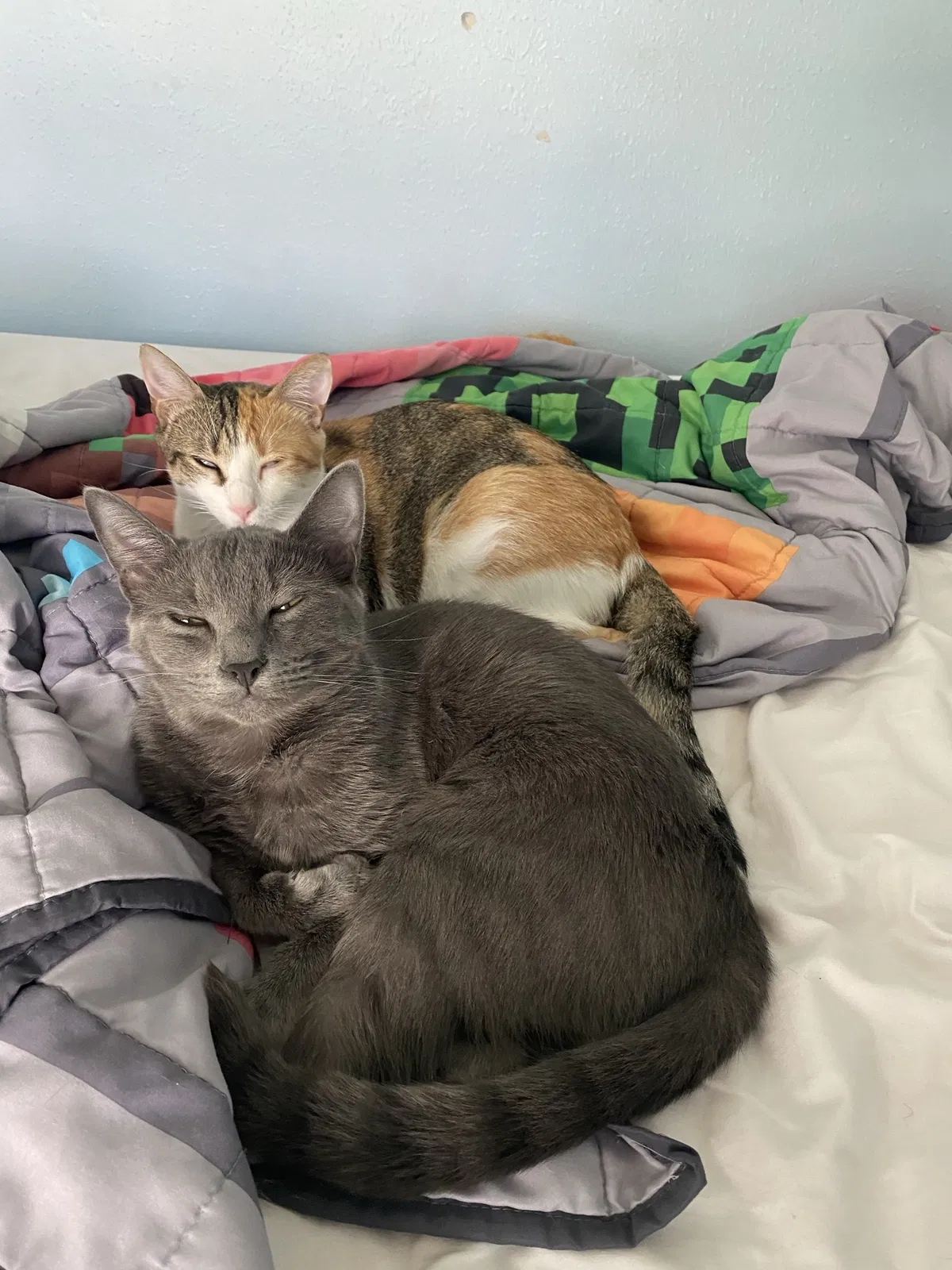 Lost cat in College Station, TX, 77845