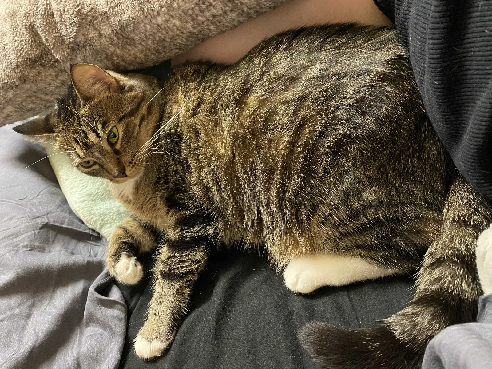 Lost cat in Pineville, LA, 71360