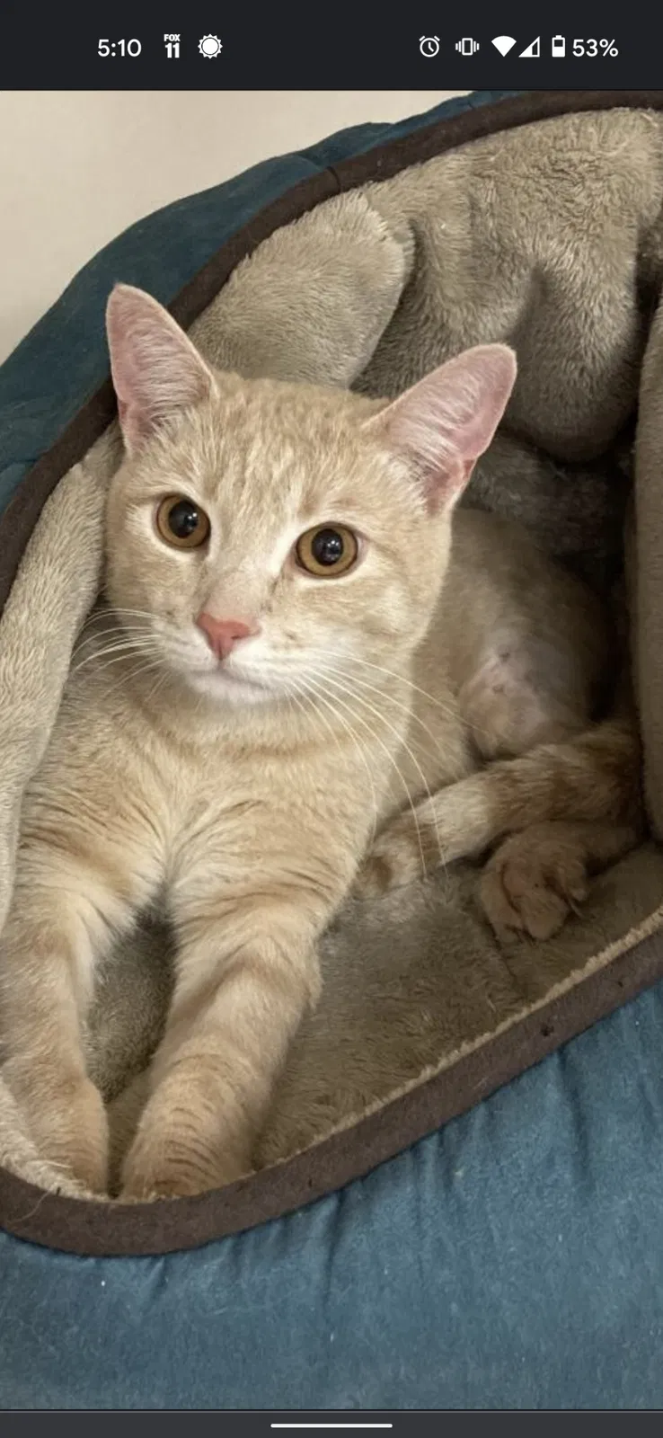 Lost cat in Claremont, CA, 91711