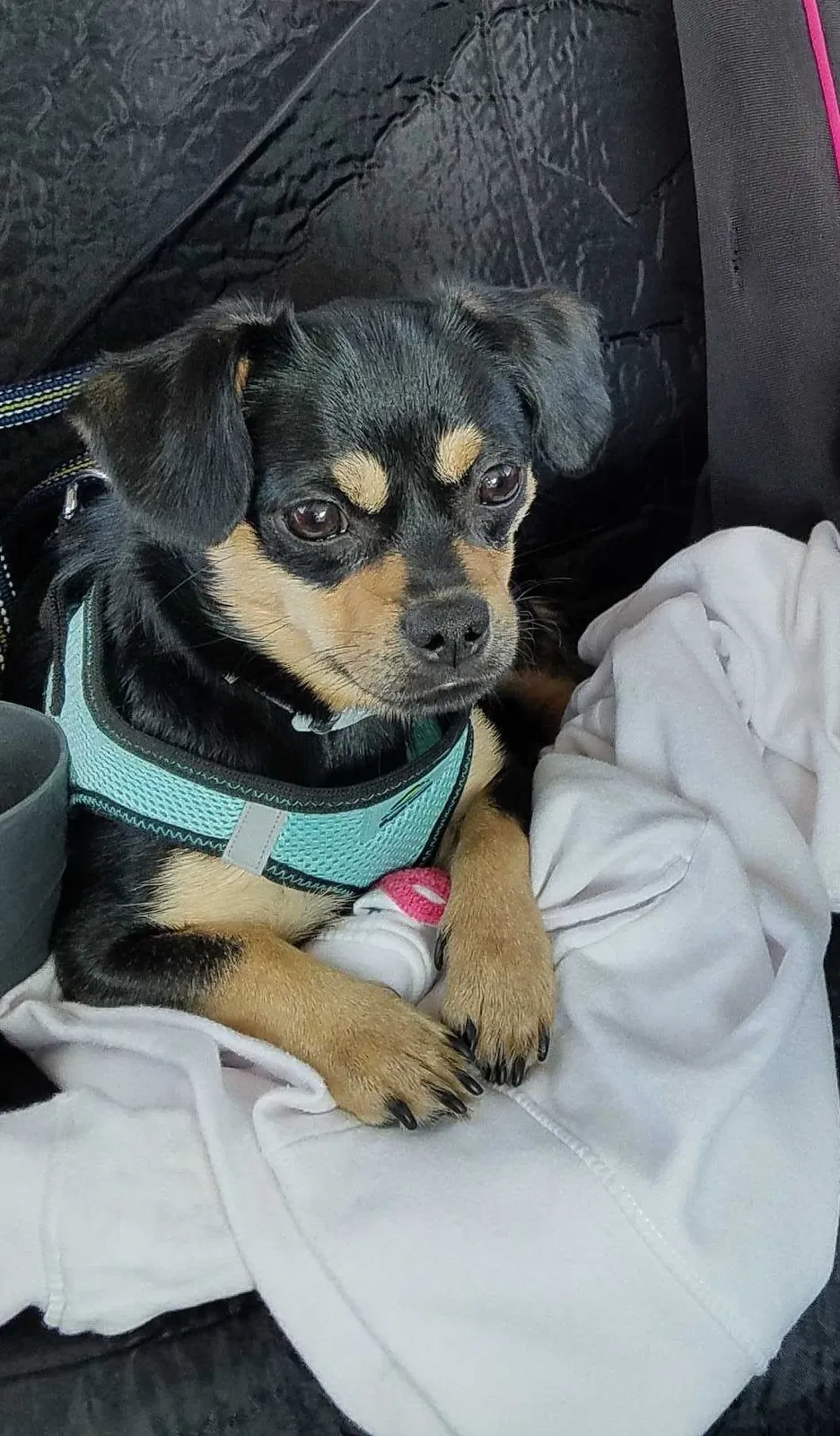 Lost dog in Eugene, OR, 97402