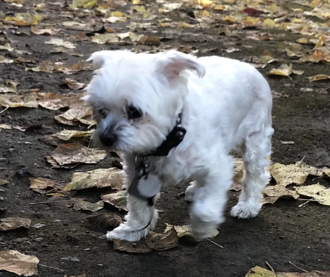 Lost dog in San Mateo, CA, 94402