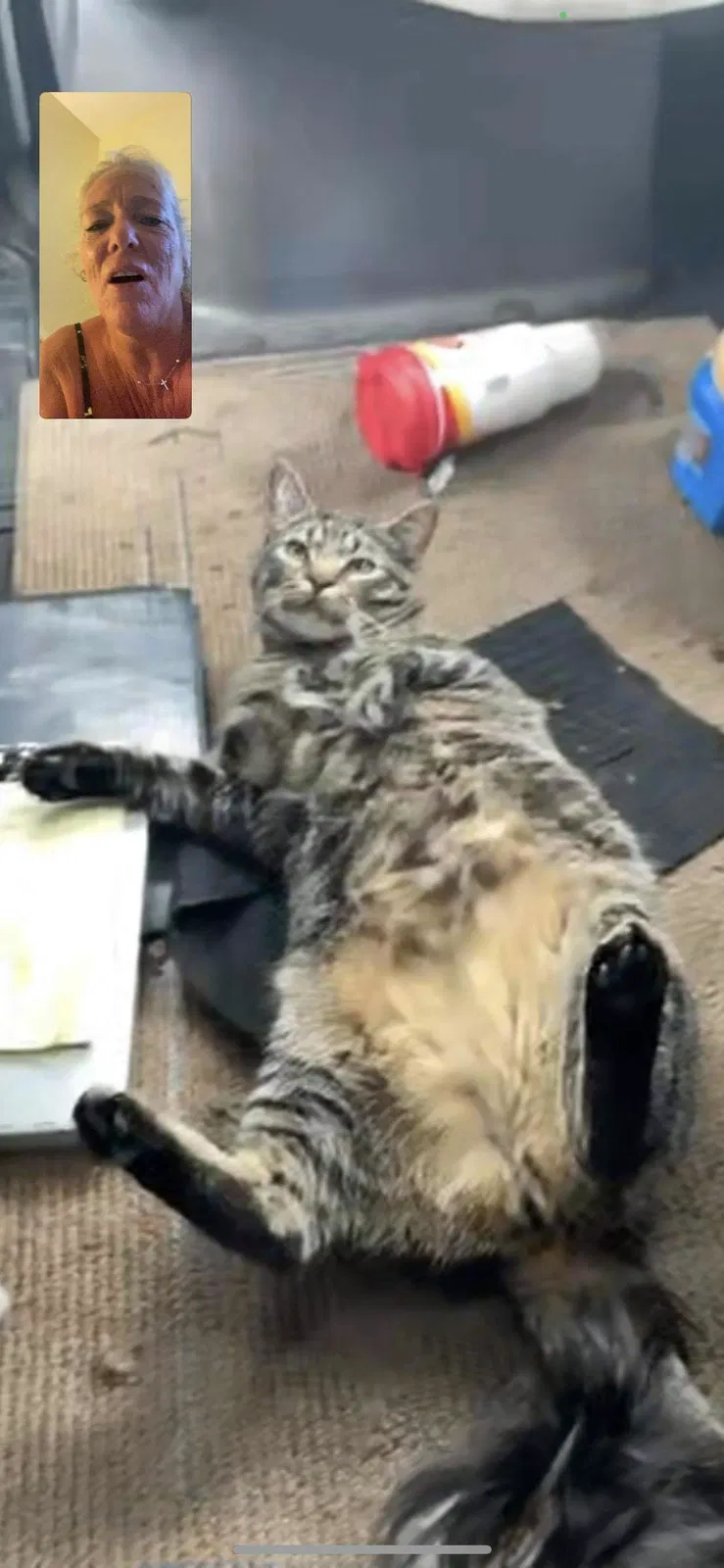 Lost cat in Deltona, FL, 32738