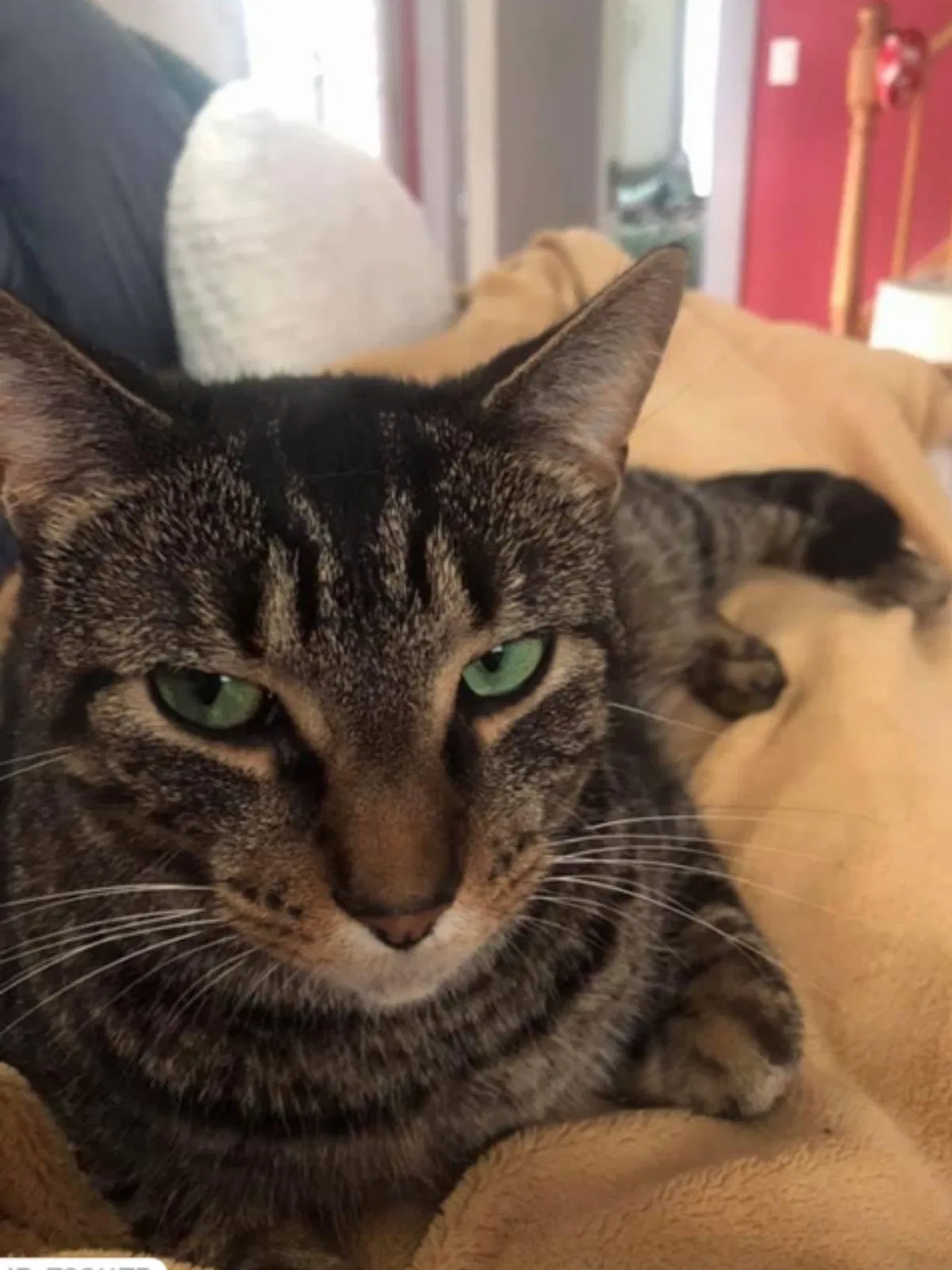 Lost cat in Clearwater, KS, 67026