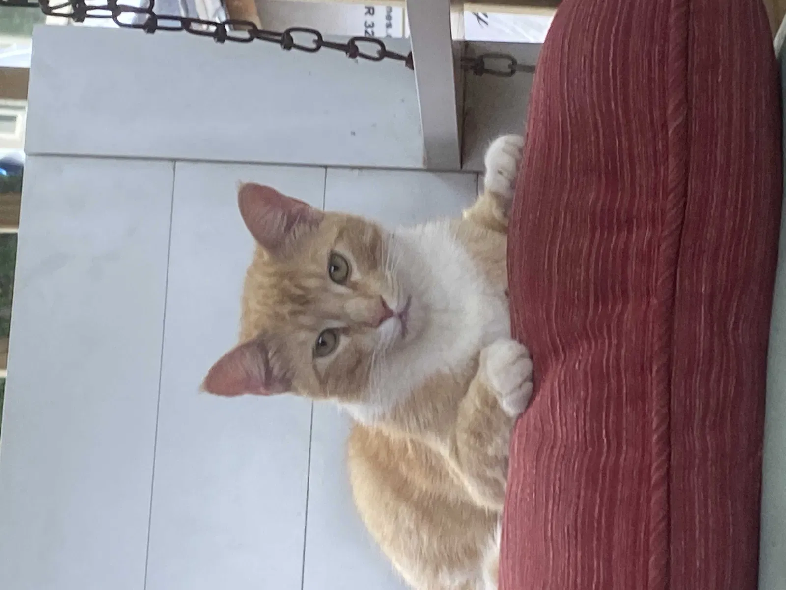 Lost cat in Hiram, GA, 30141