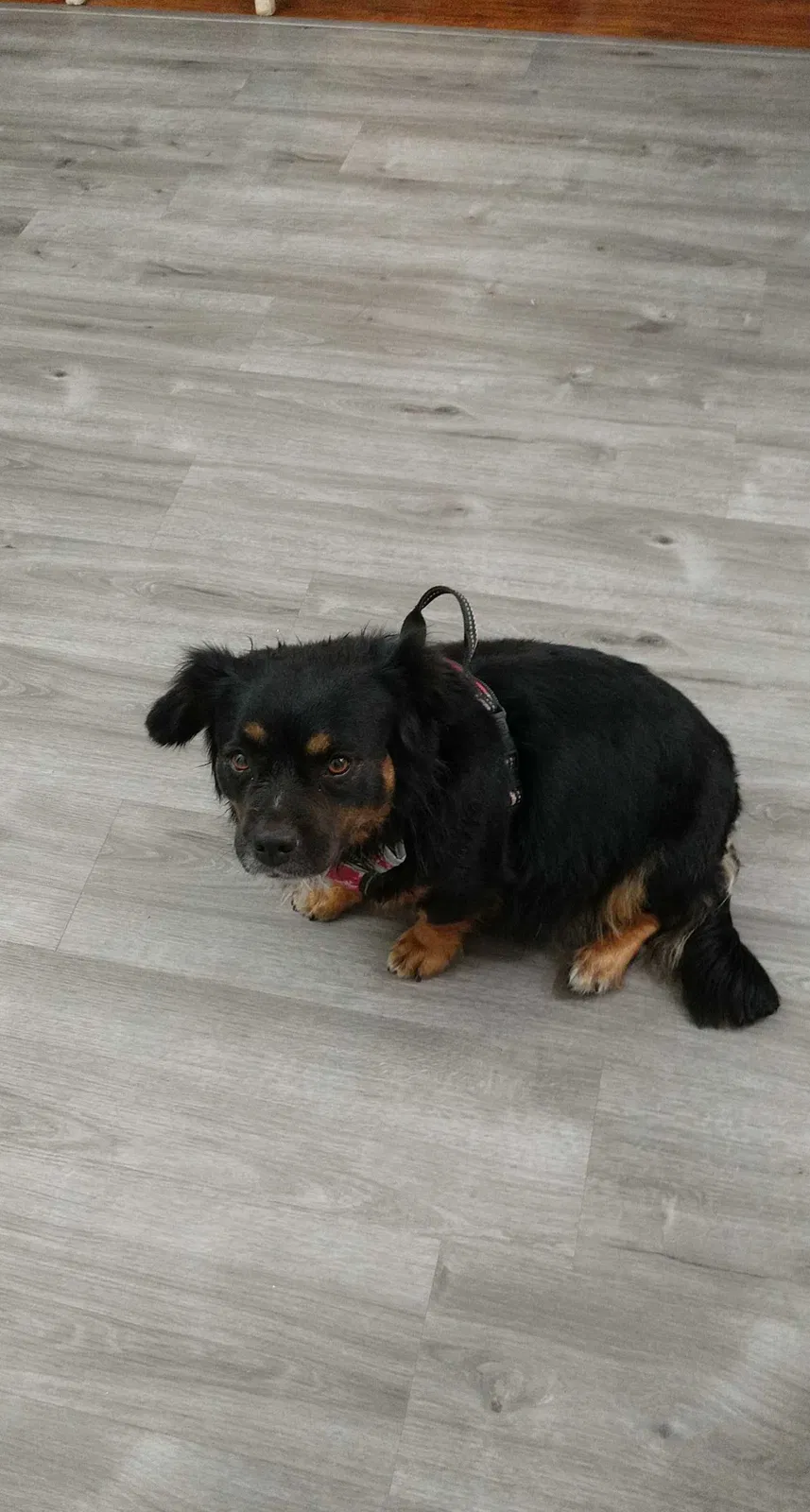Lost dog in North Highlands, CA, 95660