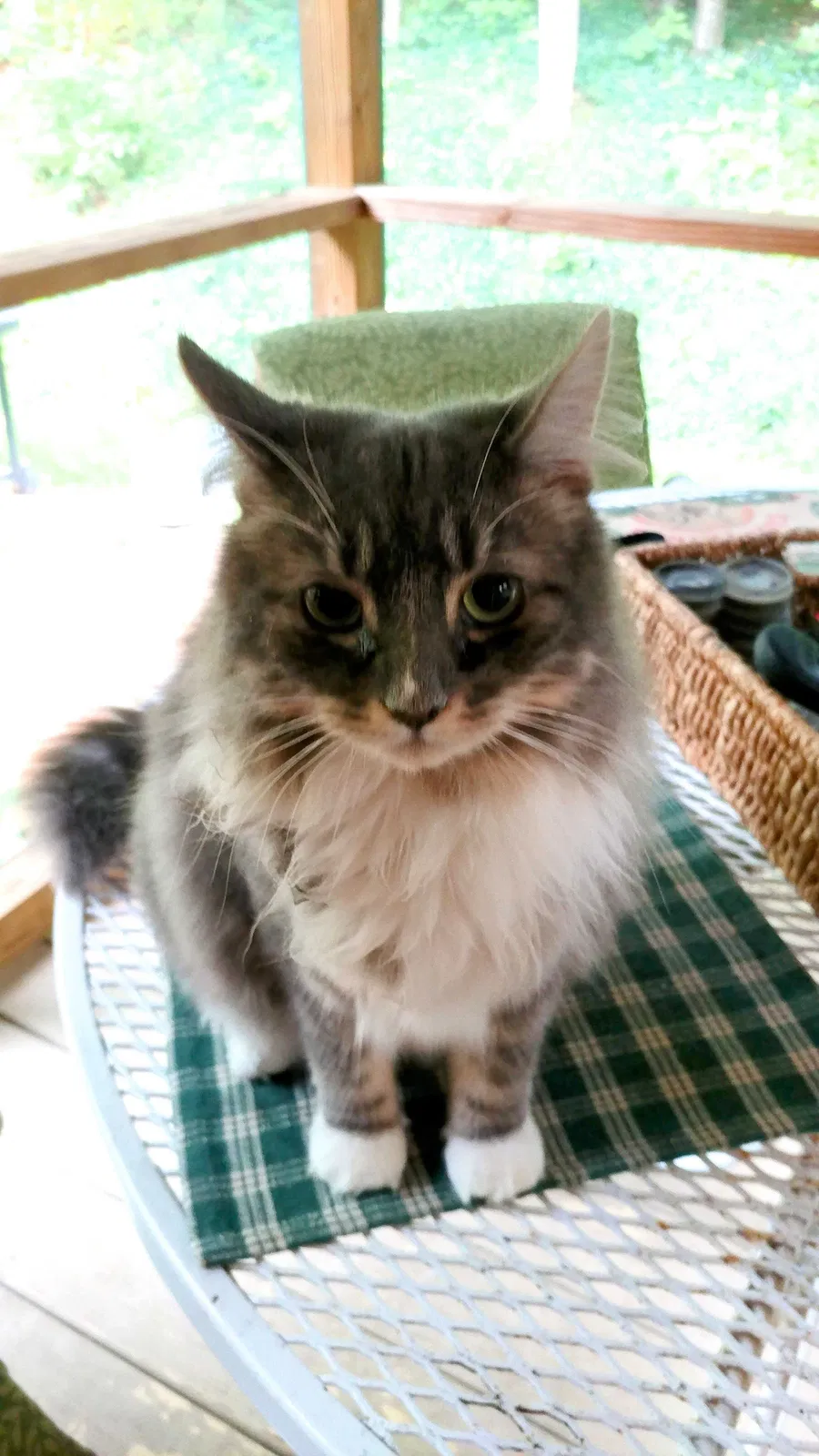 Lost cat in New Boston, NH, 3070