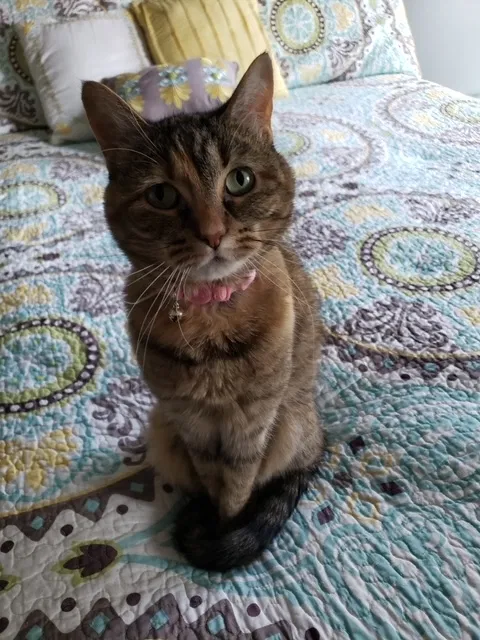Lost cat in Gardner, KS, 66030