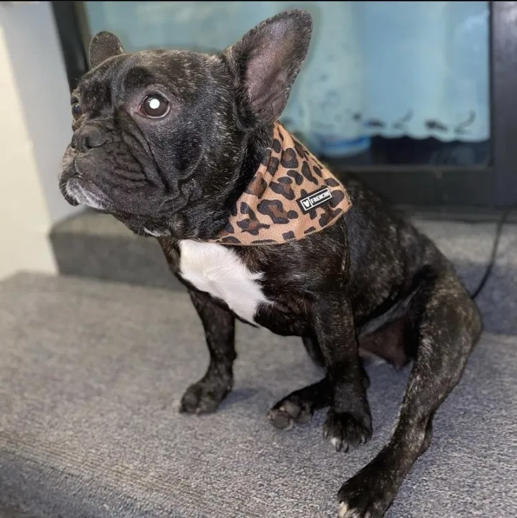 Lost dog in Fort Myers, FL, 33905