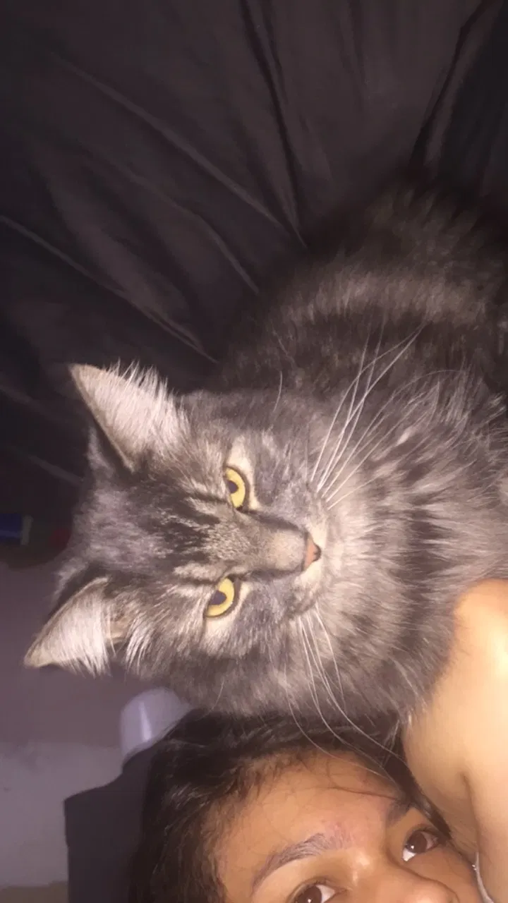 Lost cat in Portland, OR, 97206