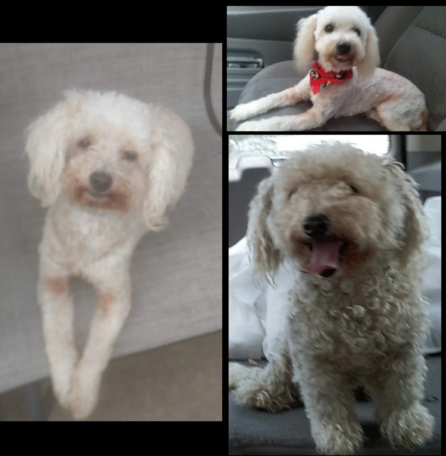 Lost dog in Houston, TX, 77036