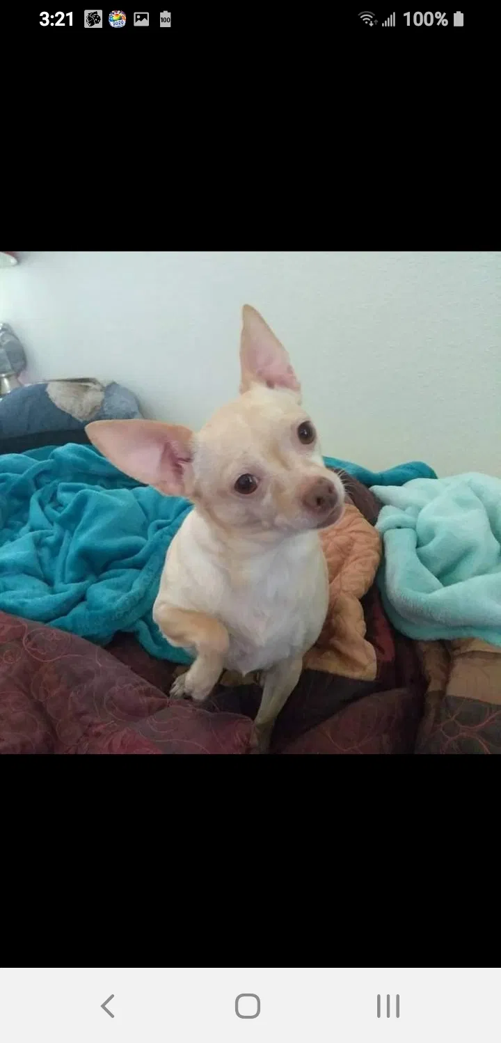 Lost dog in Albuquerque, NM, 87121