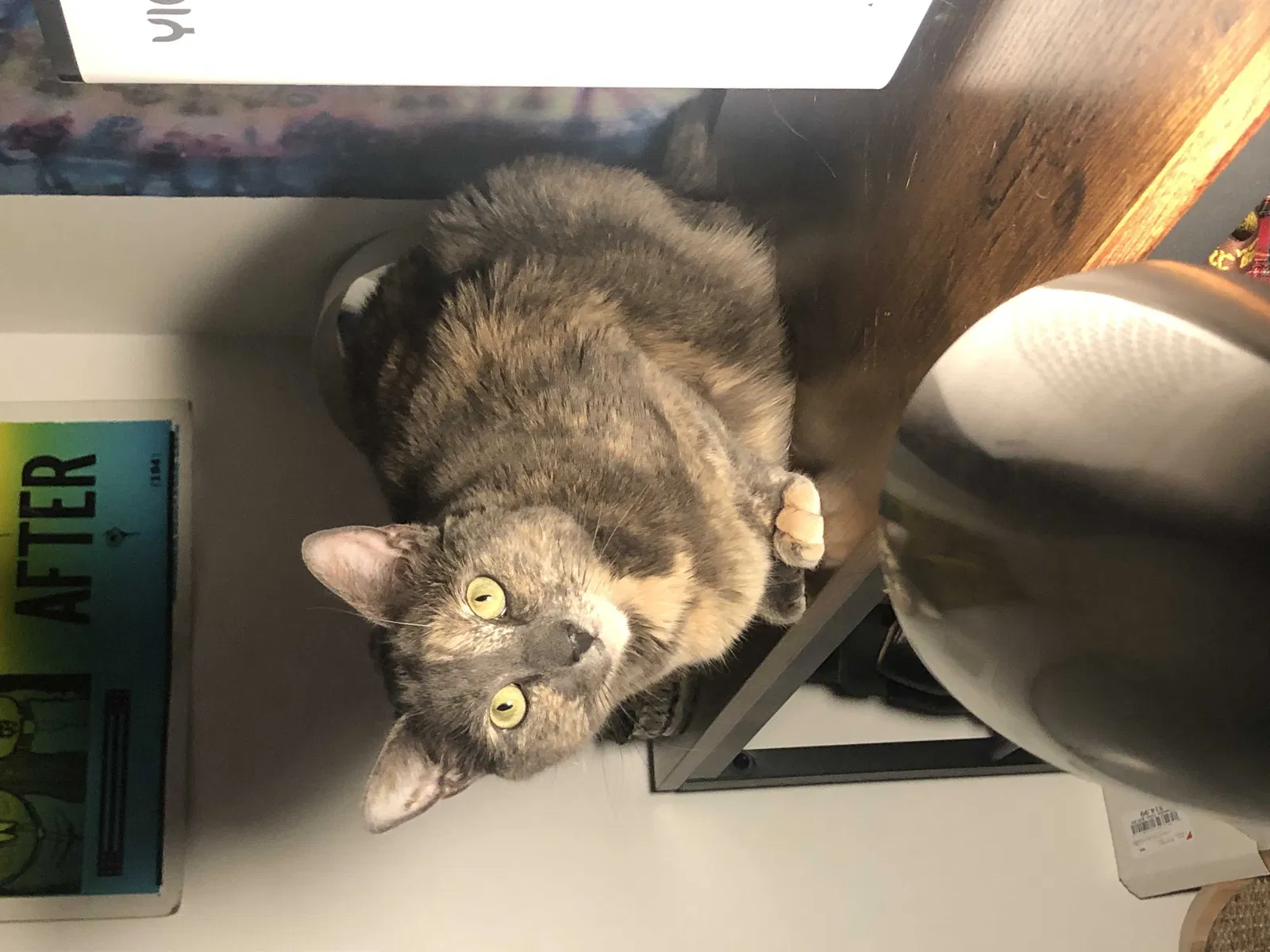 Lost cat in Seattle, WA, 98103