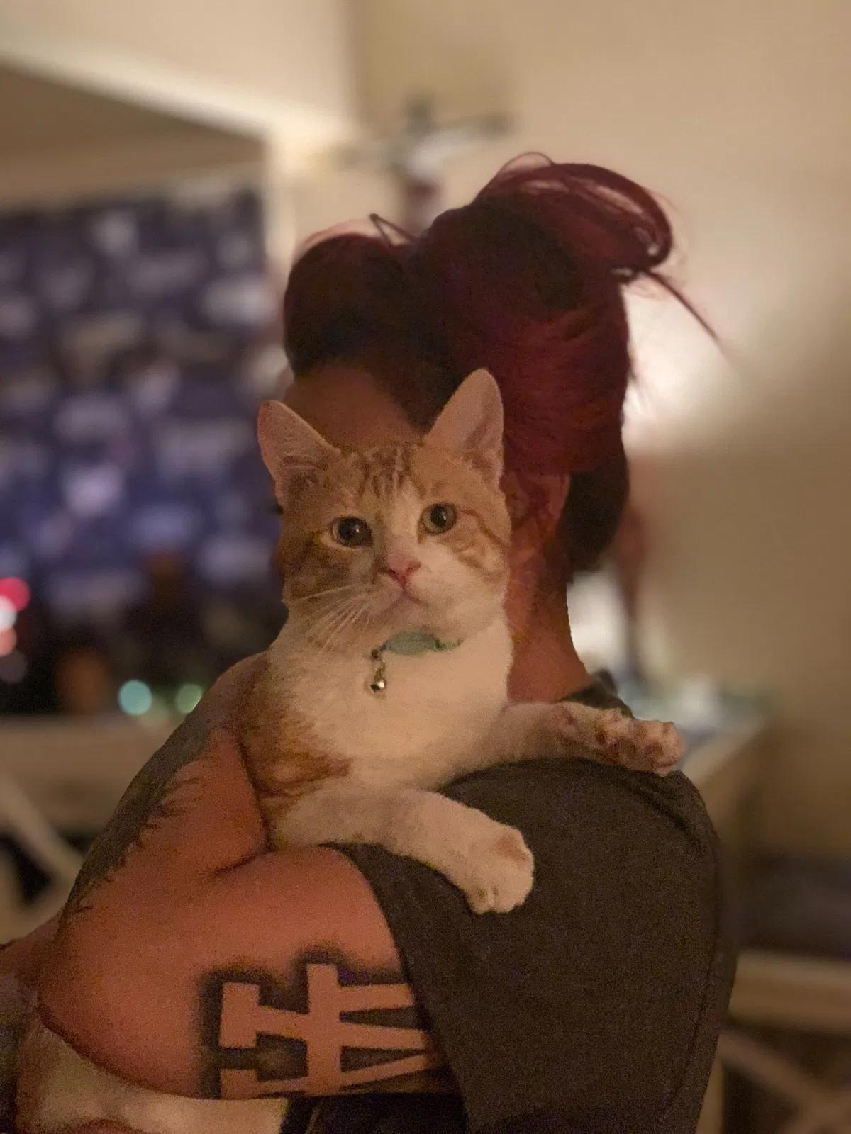 Lost cat in Pasadena, CA, 91104