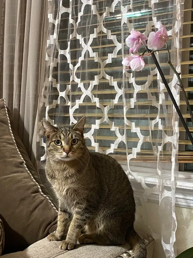Lost cat in Aurora, CO, 80013