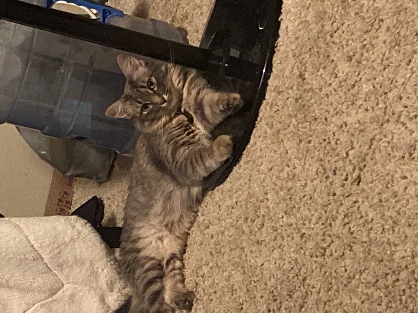 Lost cat in Fresno, CA, 93710