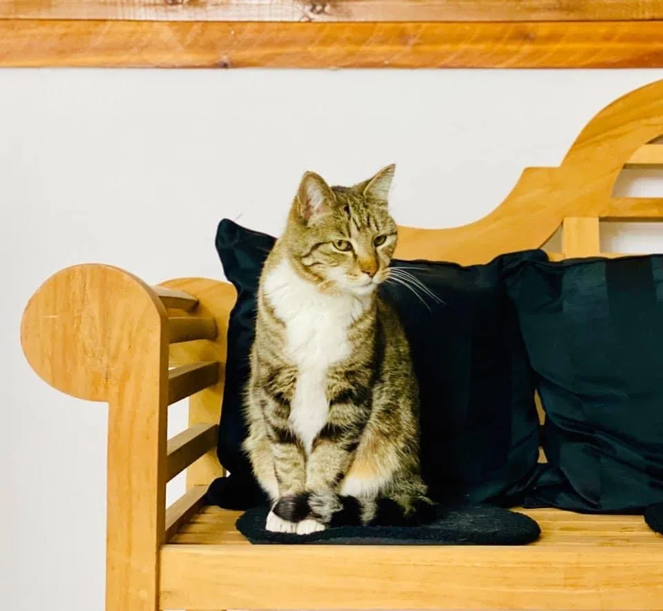 Lost cat in Riverton, UT, 84065