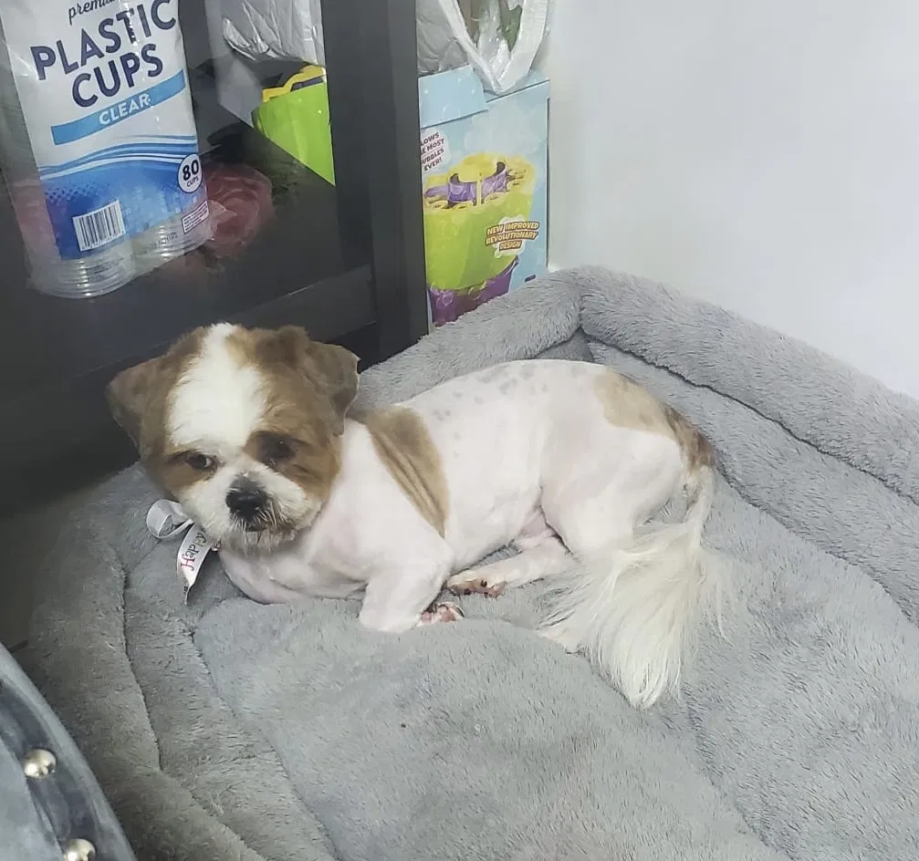 Lost dog in Brooklyn, NY, 11208