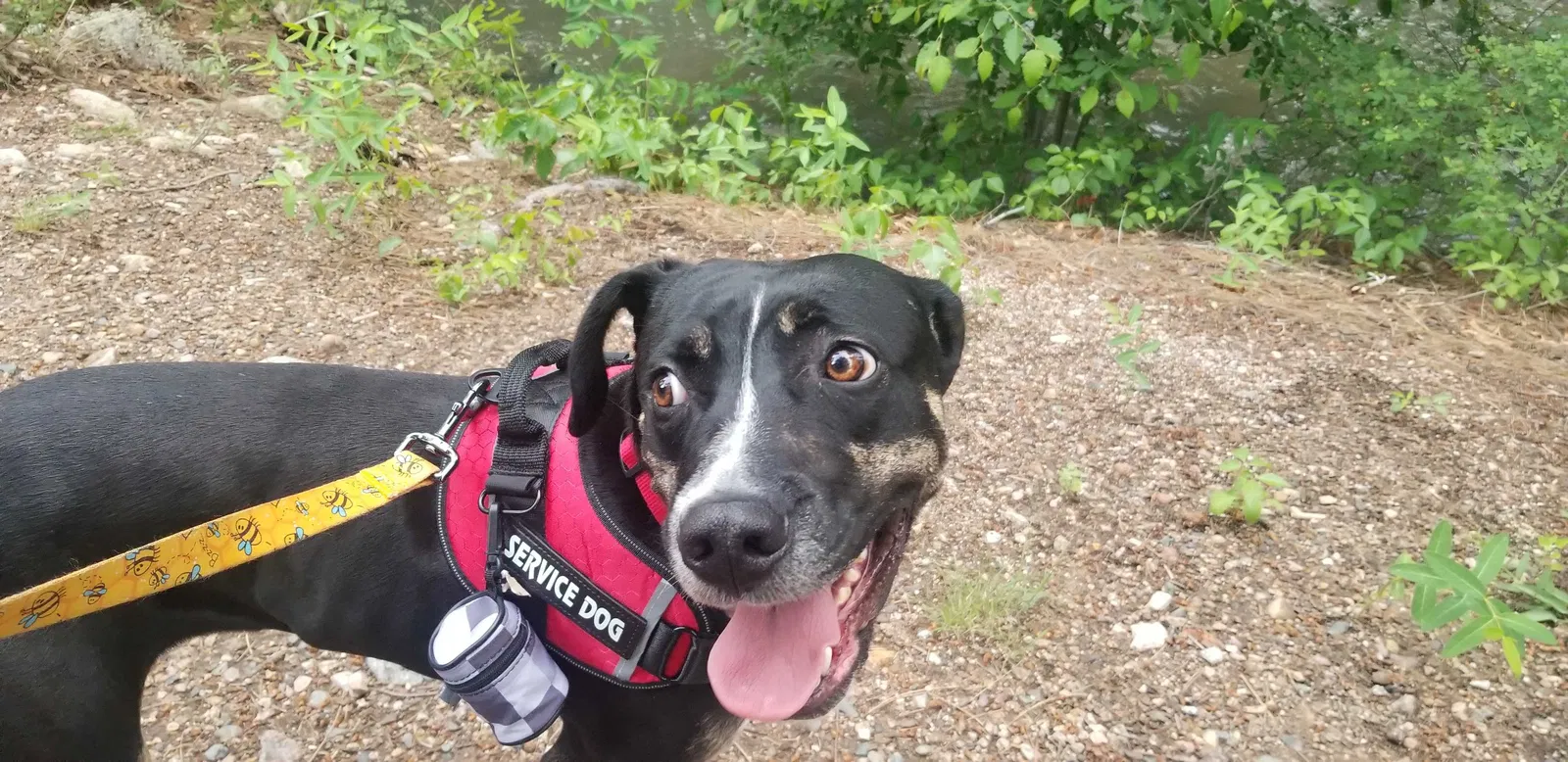 Lost dog in San Antonio, TX, 78238