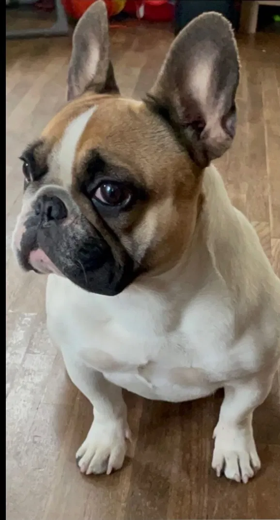 Lost dog in Lynwood, CA, 90262