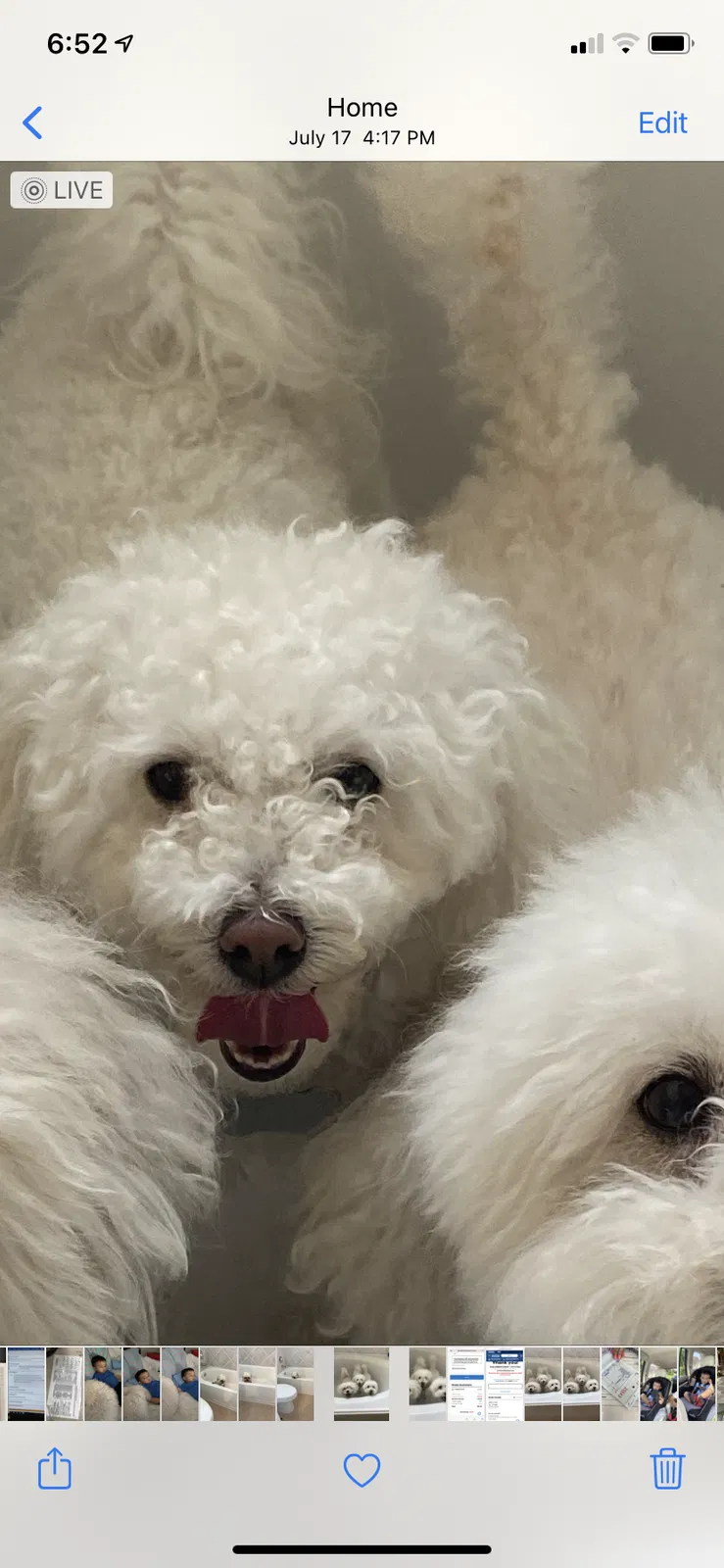 Lost dog in Richmond, TX, 77407