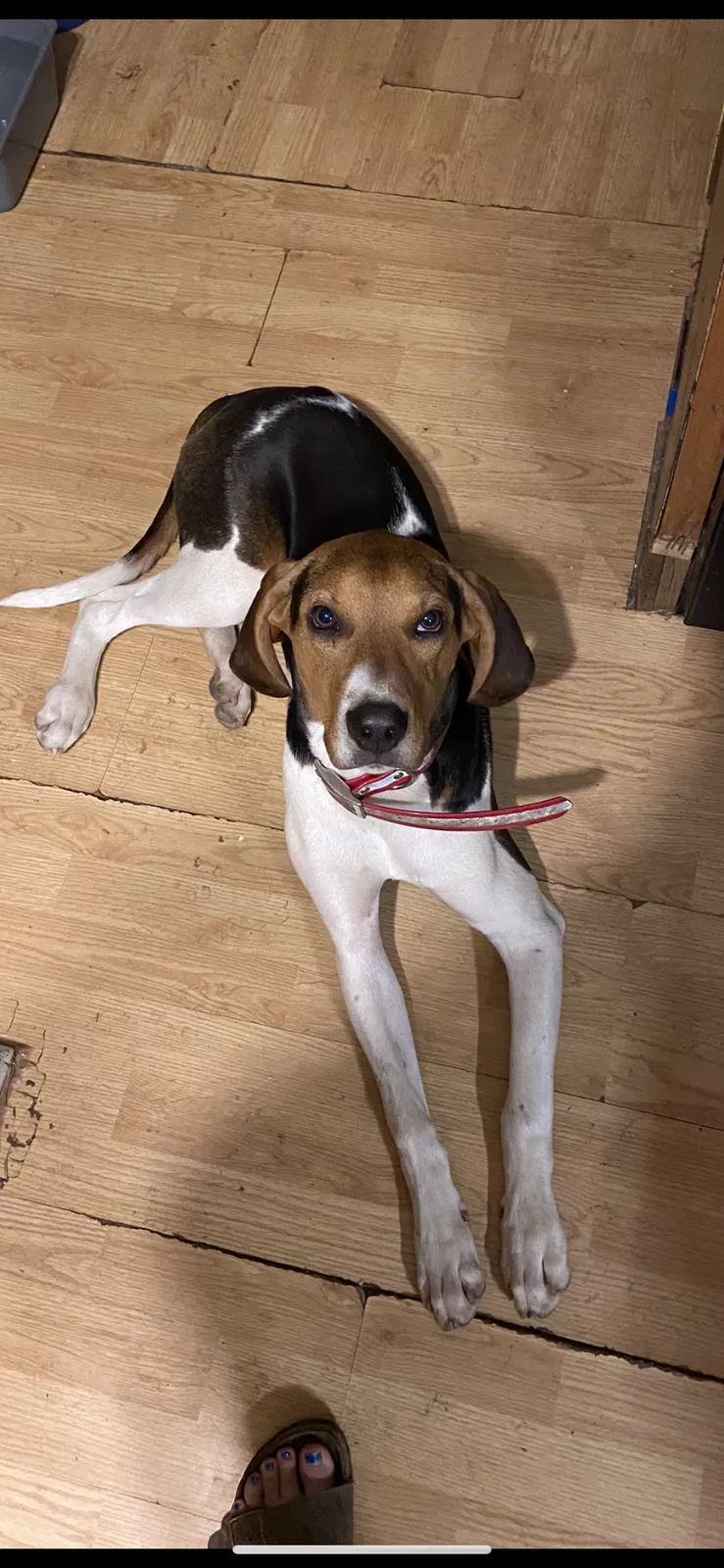 Lost dog in Cullowhee, NC, 28723