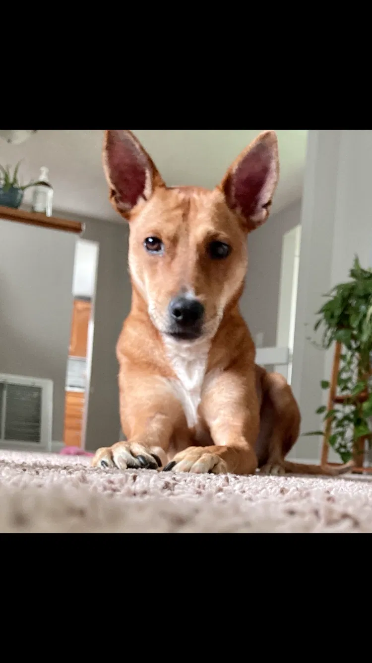 Lost dog in Manitowoc, WI, 54220