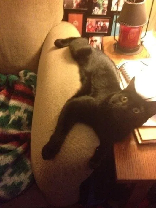 Lost cat in Columbus, OH, 43085