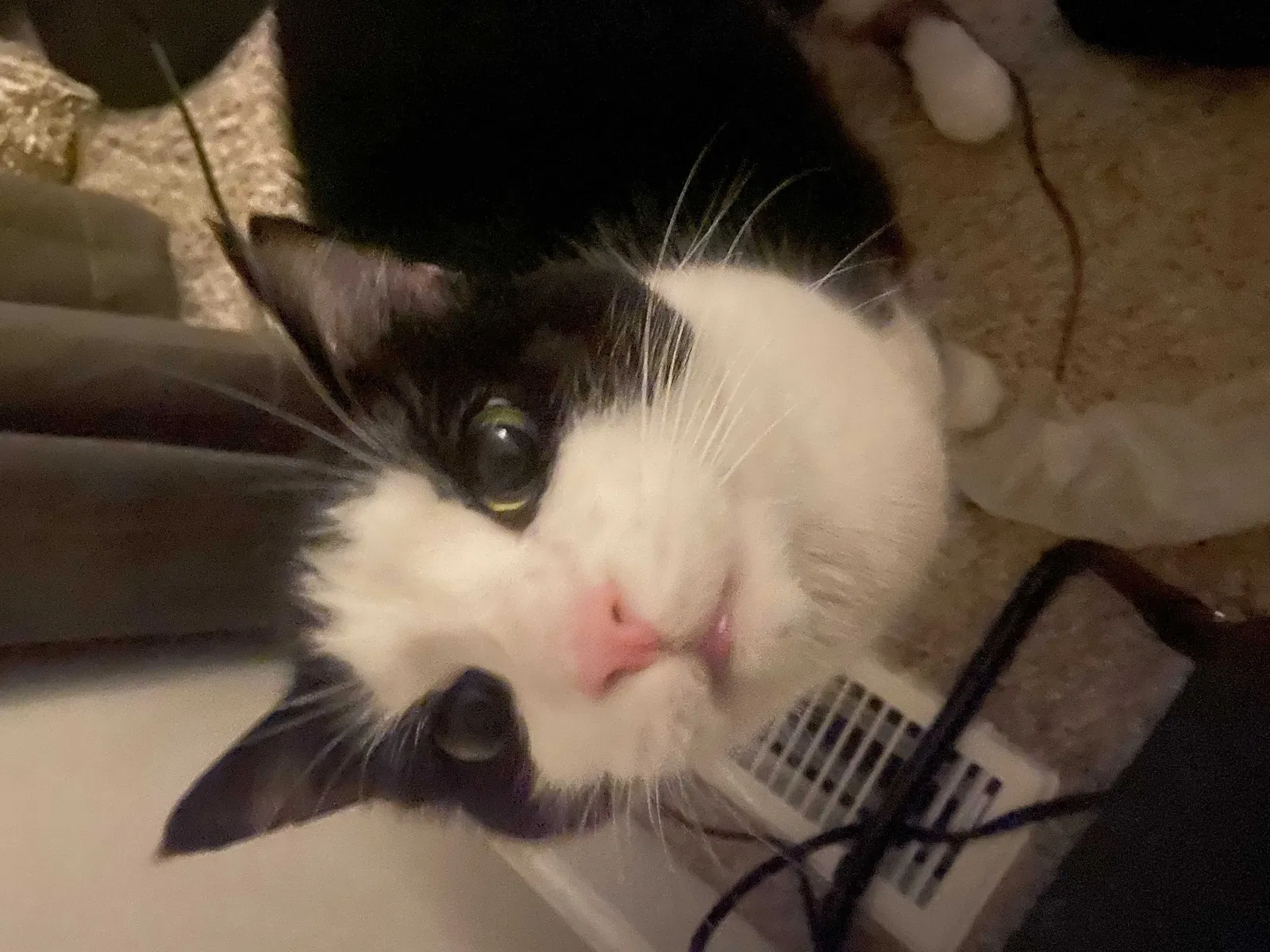 Lost cat in Raleigh, NC, 27609