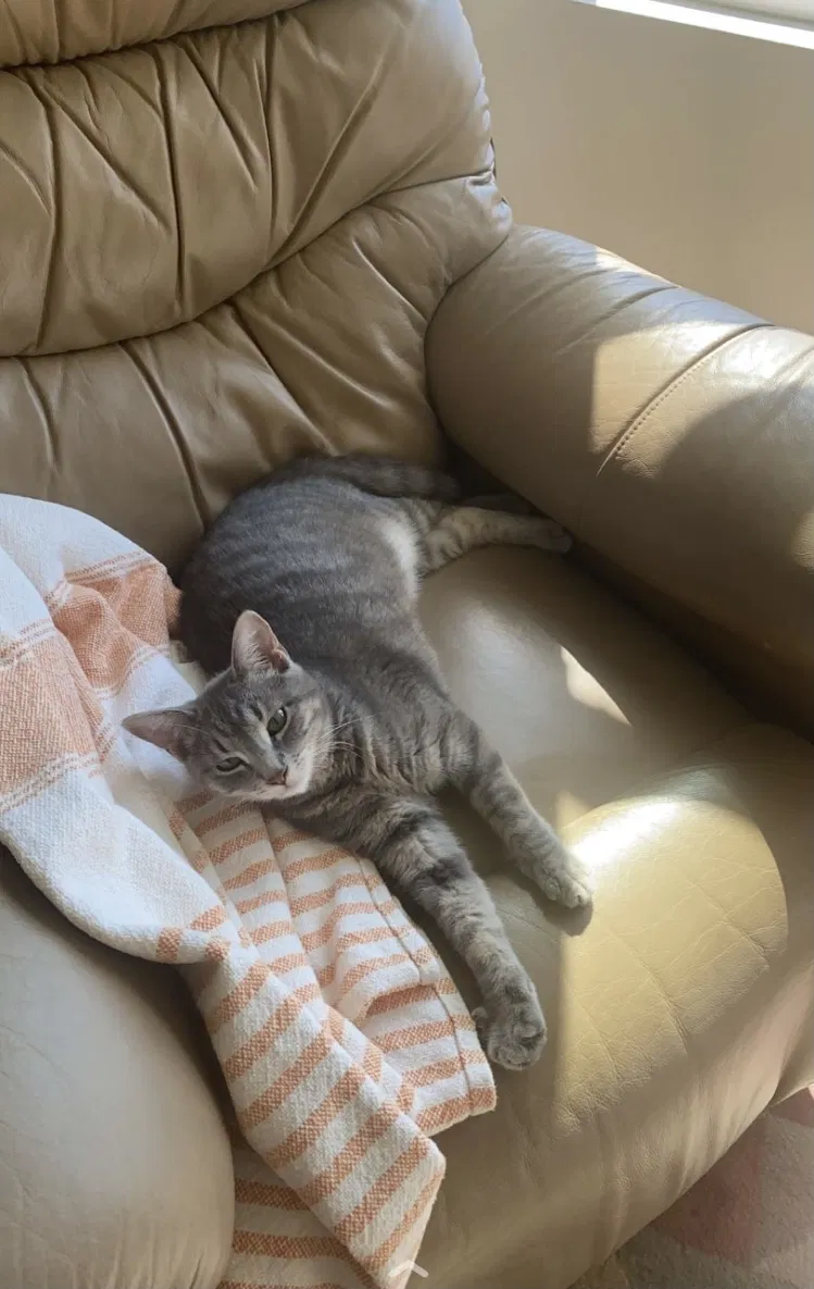 Lost cat in Bonita Springs, FL, 34135