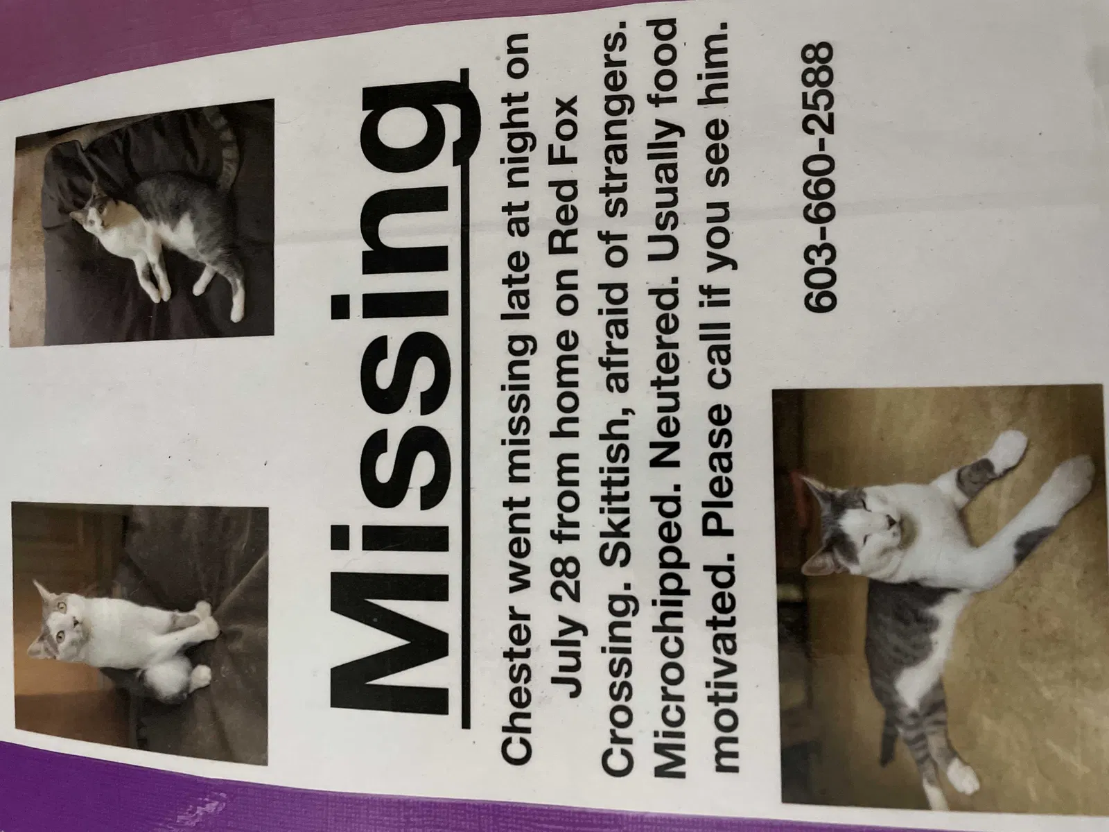 Lost cat in Hillsborough, NH, 3244