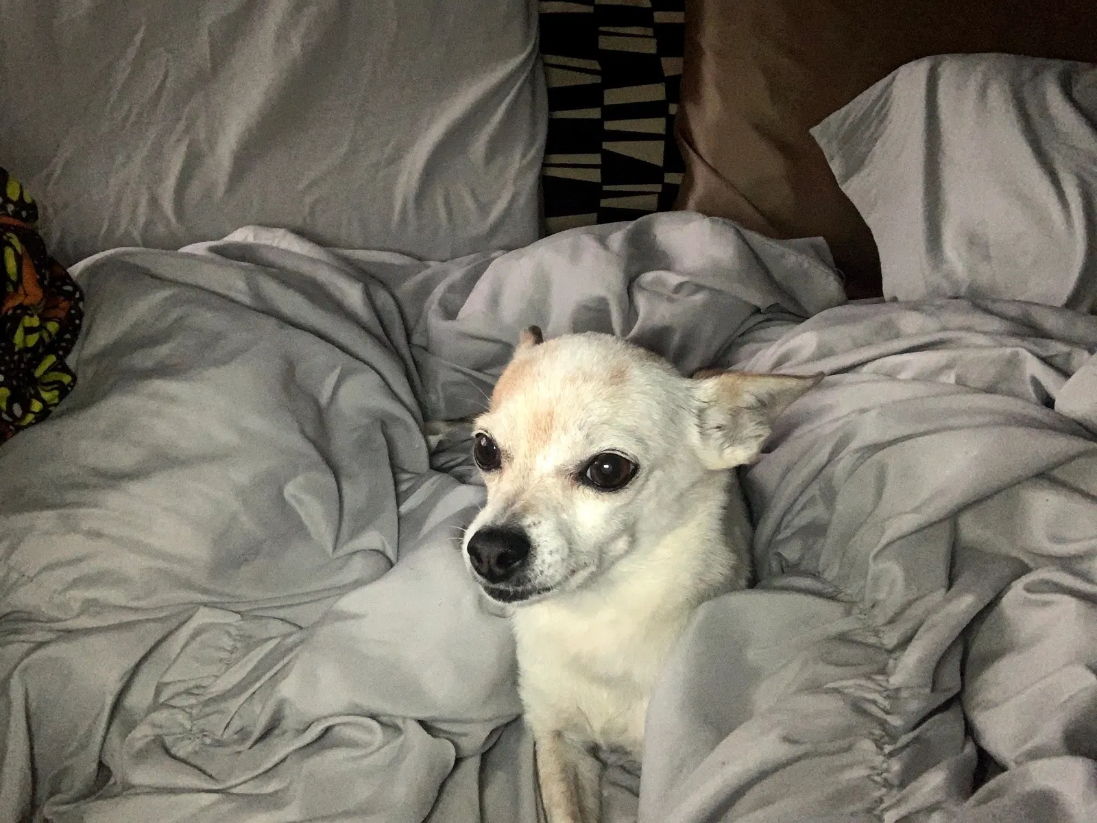 Lost dog in Phoenix, AZ, 85040