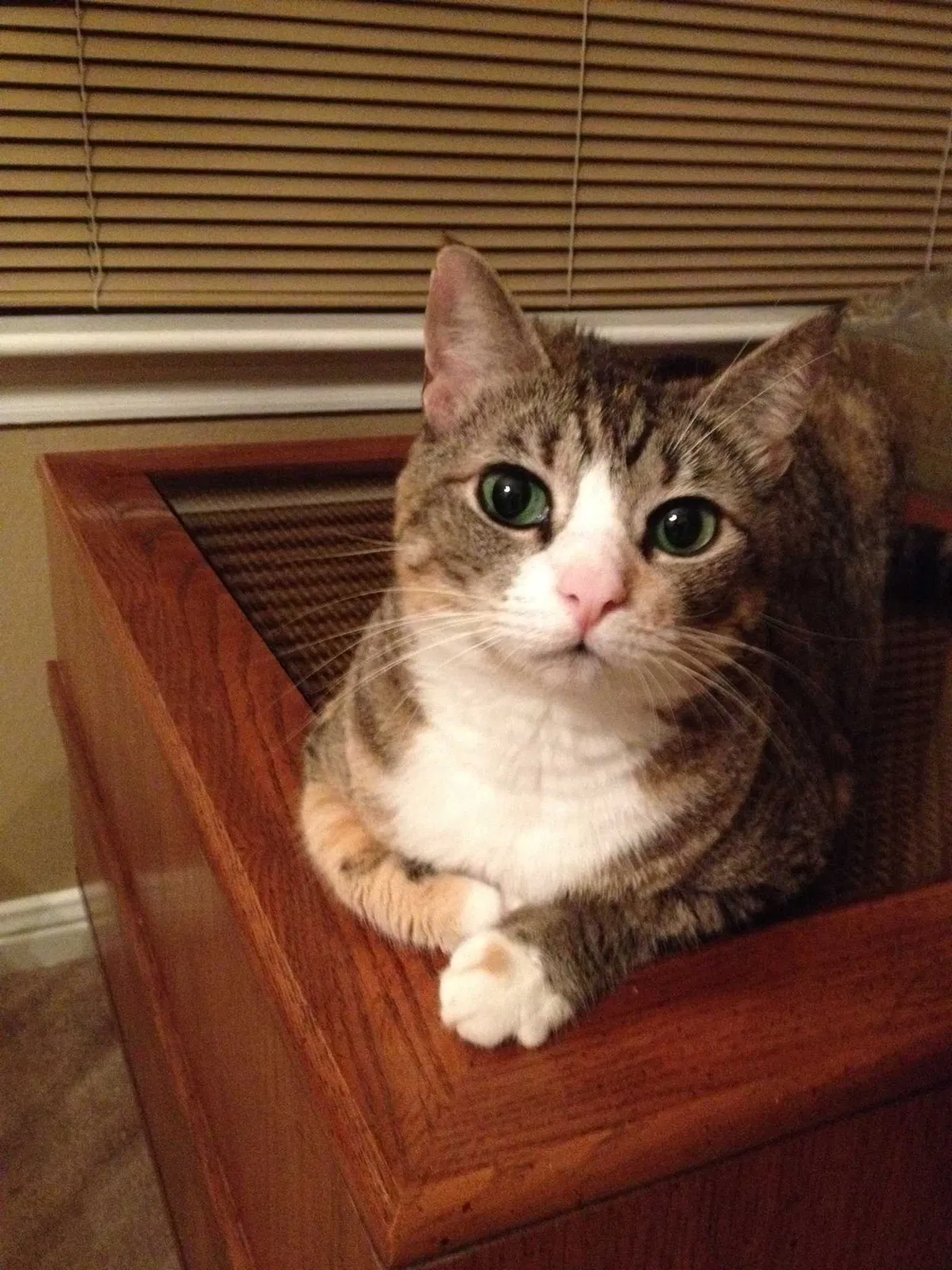 Lost cat in Sugar Land, TX, 77479