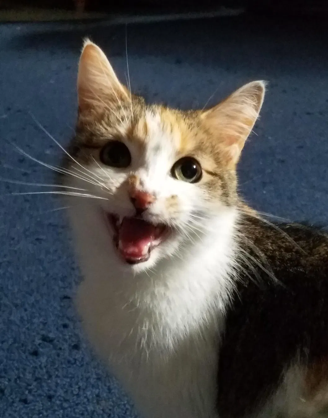 Lost cat in Erie, PA, 16506