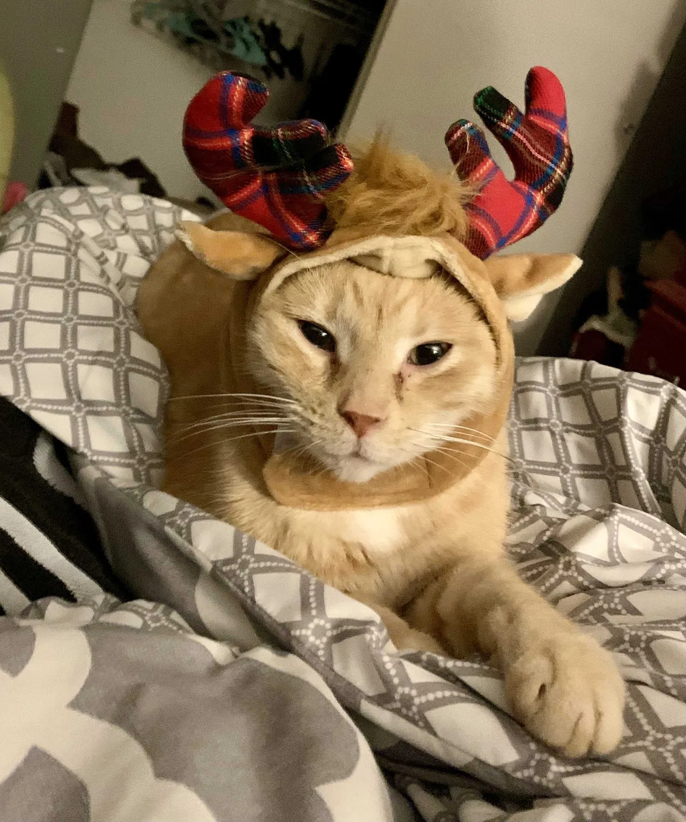 Lost cat in Cincinnati, OH, 45245