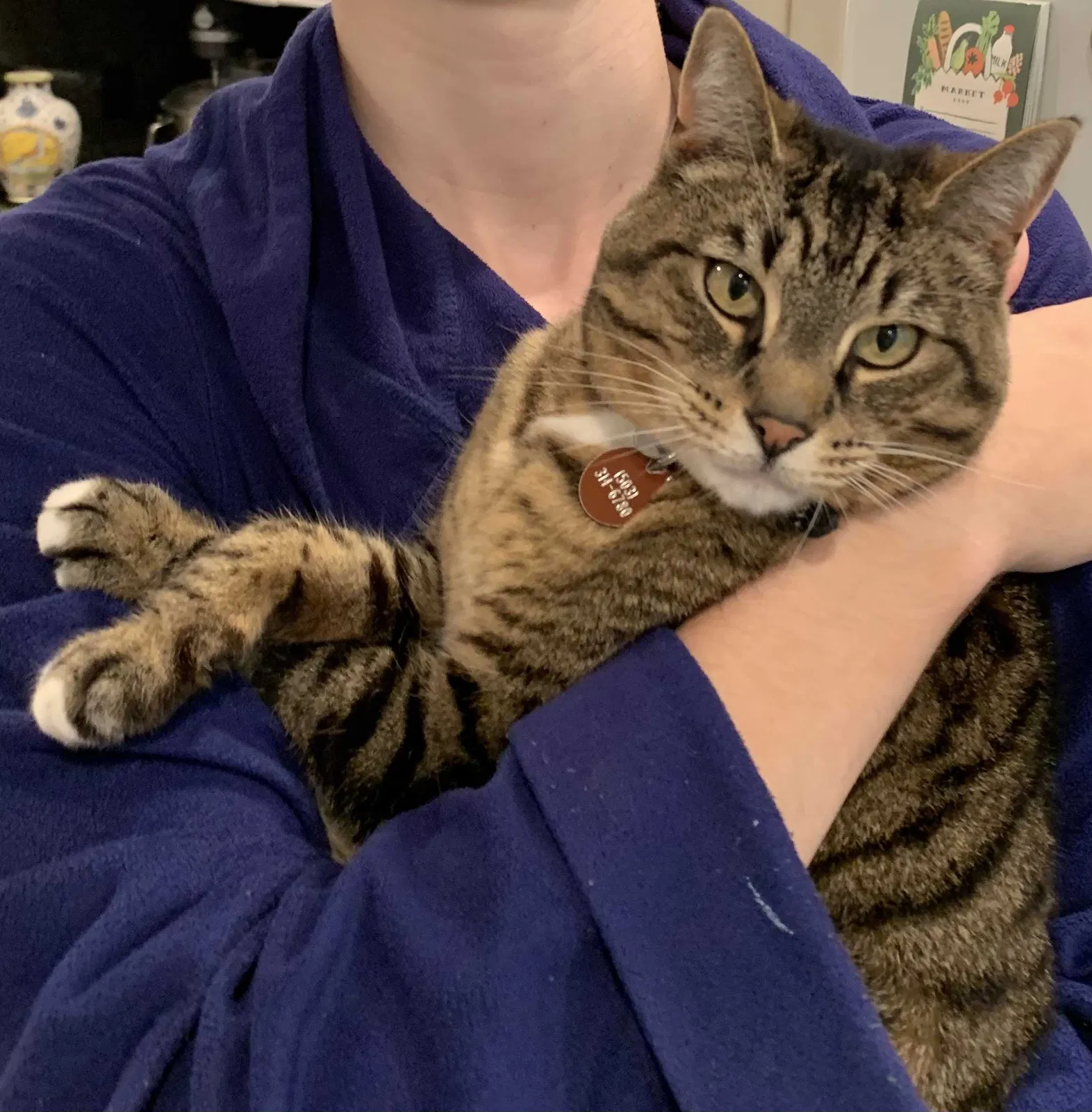 Lost cat in Portland, OR, 97239